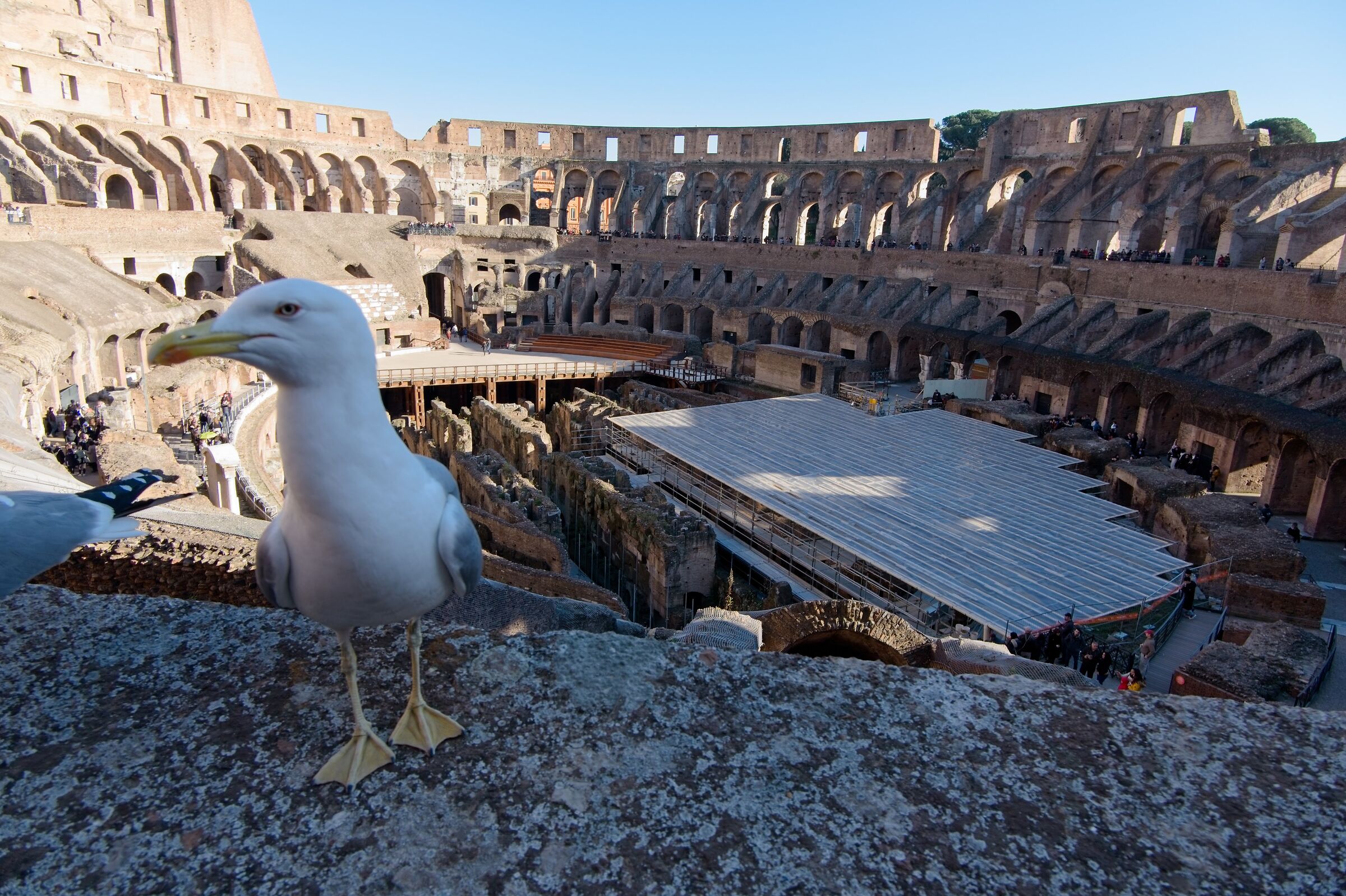 Seagull at the Colosseum