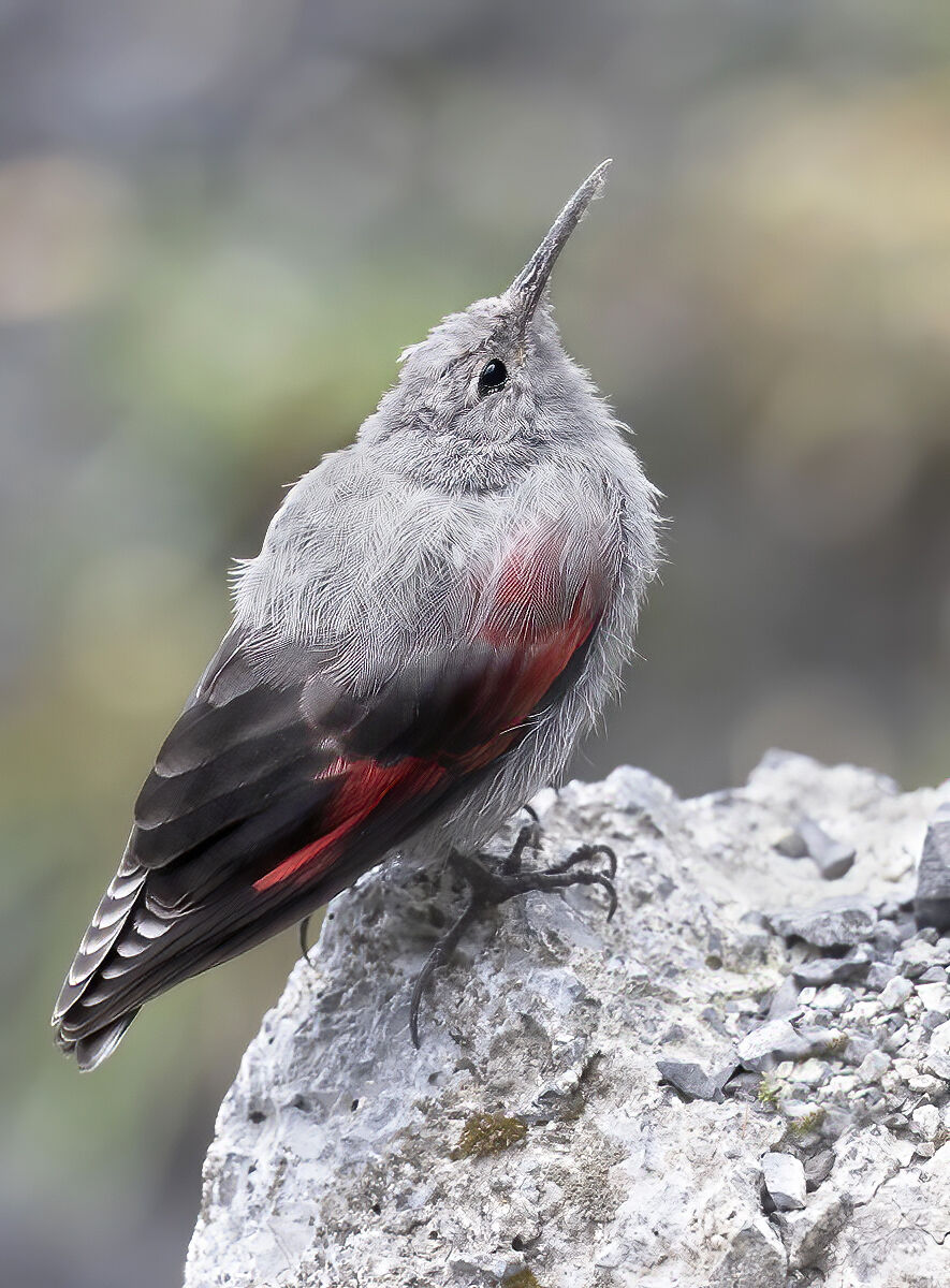 high altitude ecstasy, woodpecker wall