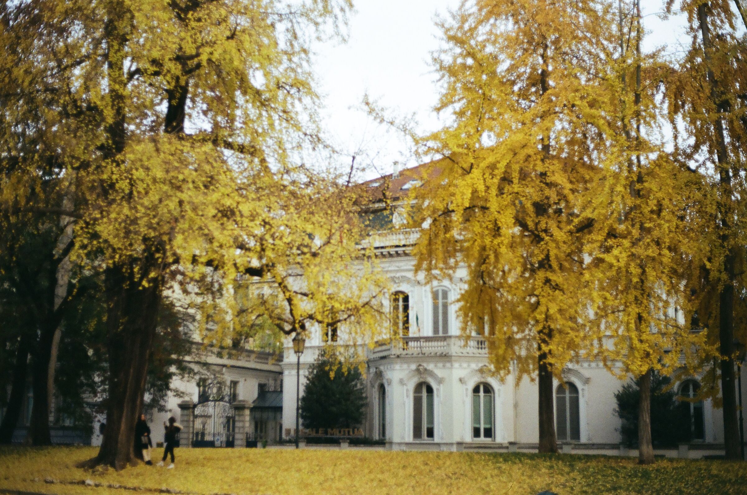 Yellow mantle at the Cavour gardens