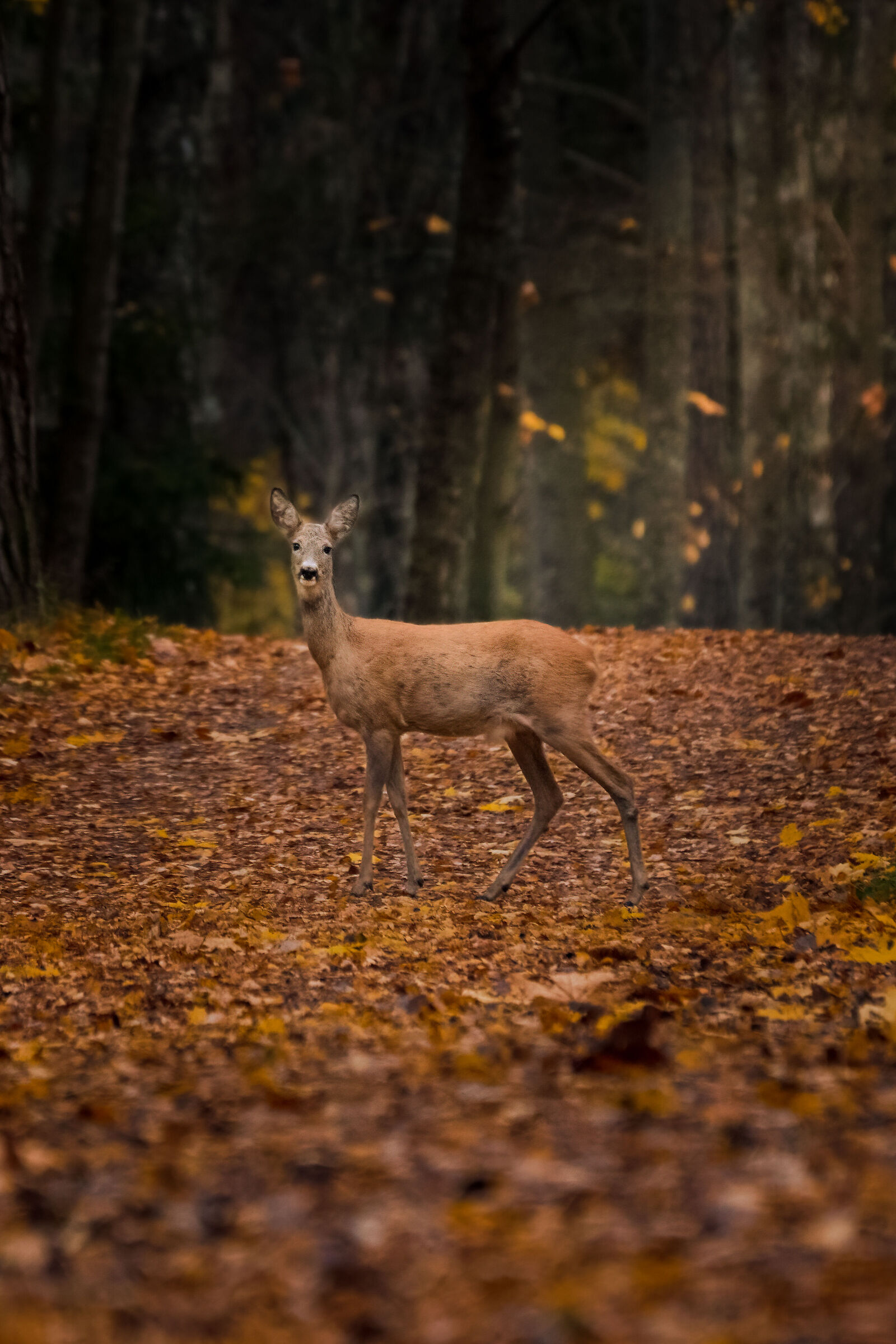 Roe deer