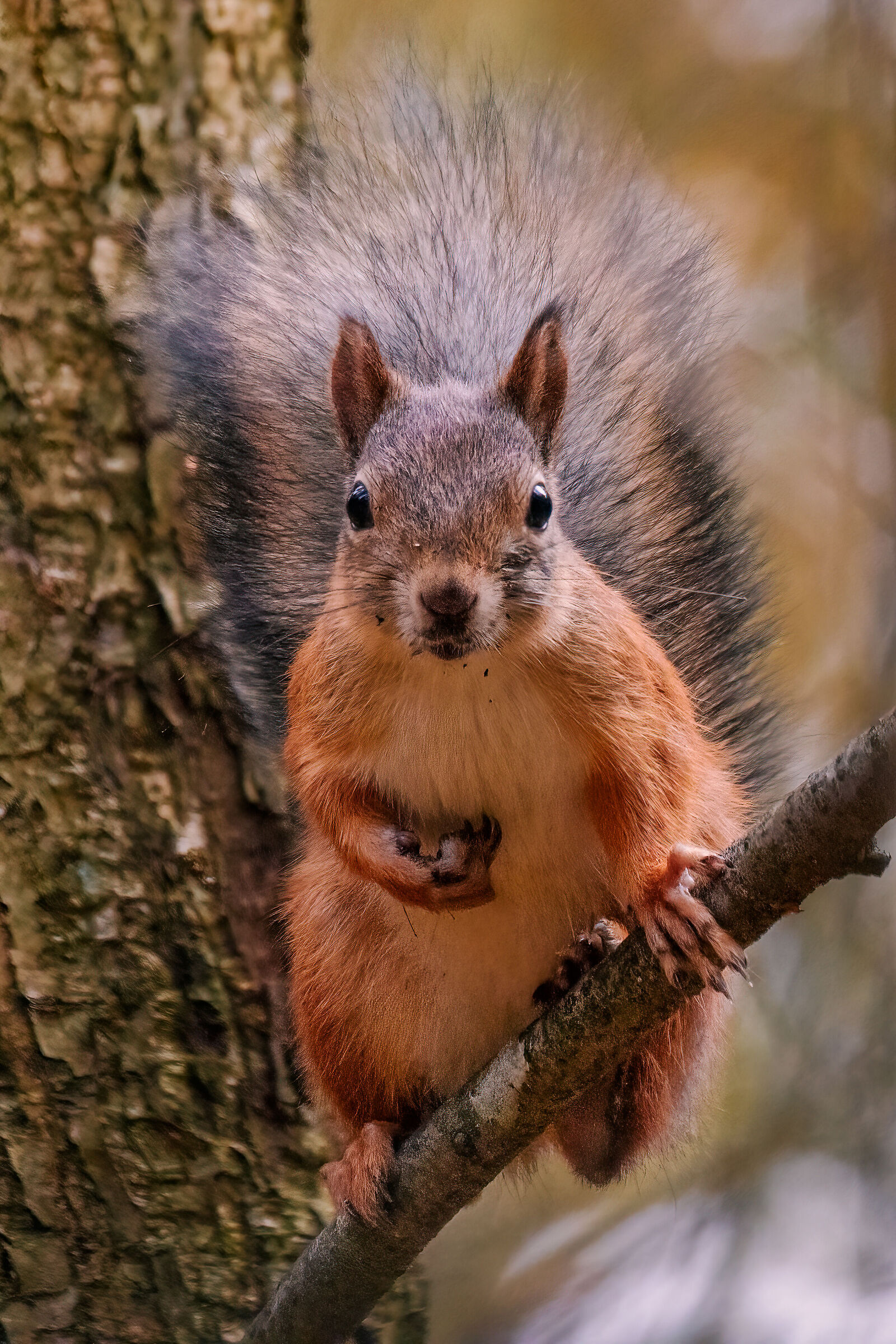 Red Squirrel