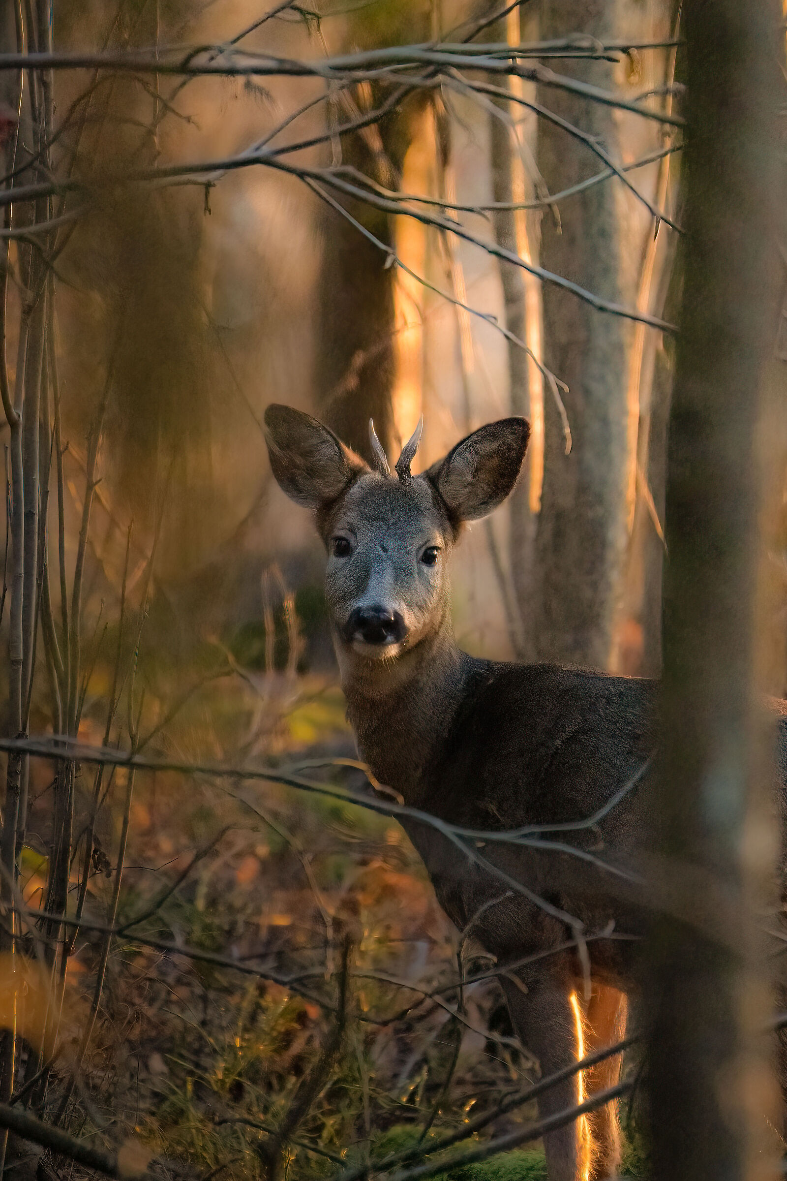 Roe deer at sunset