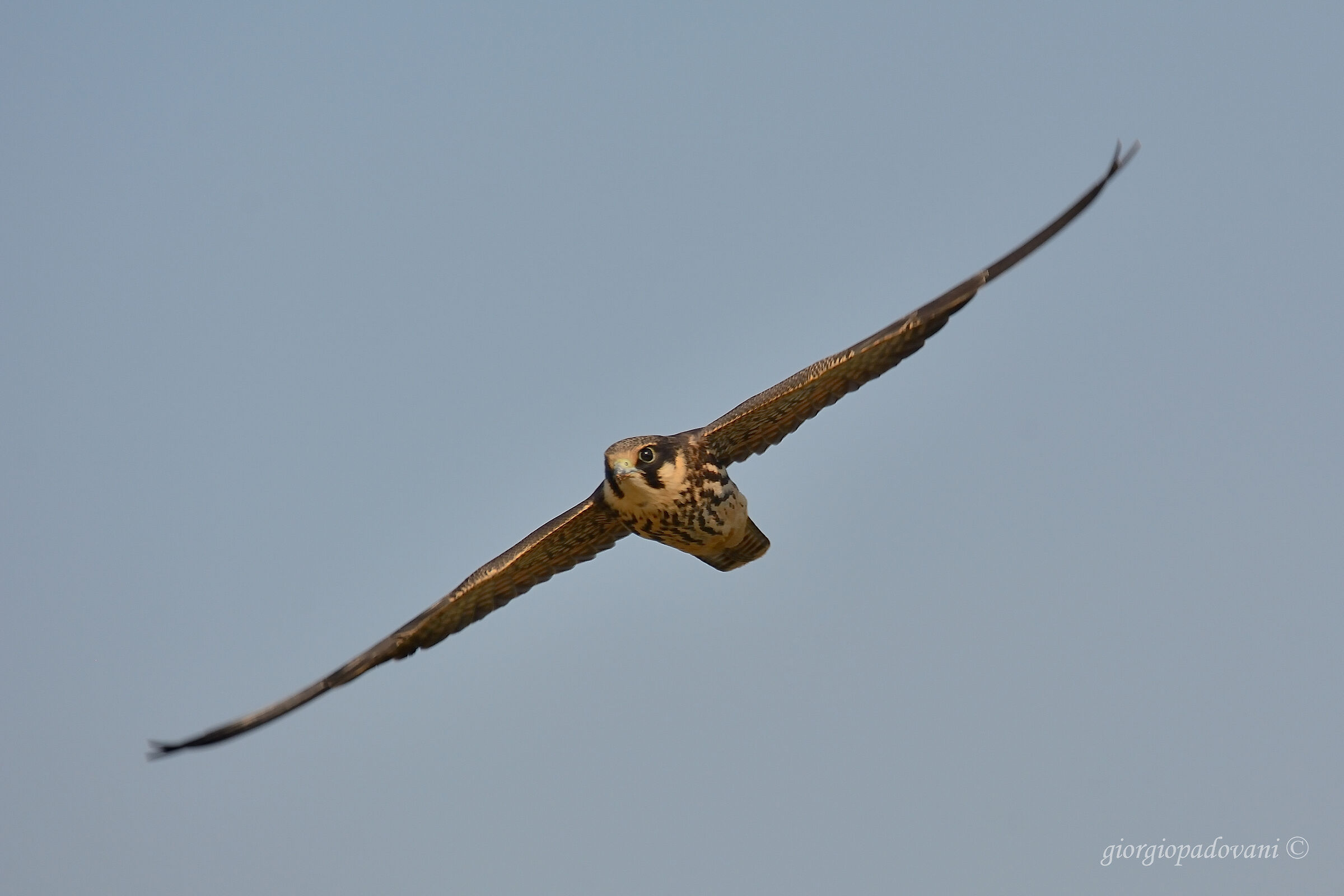 Eurasian hobby