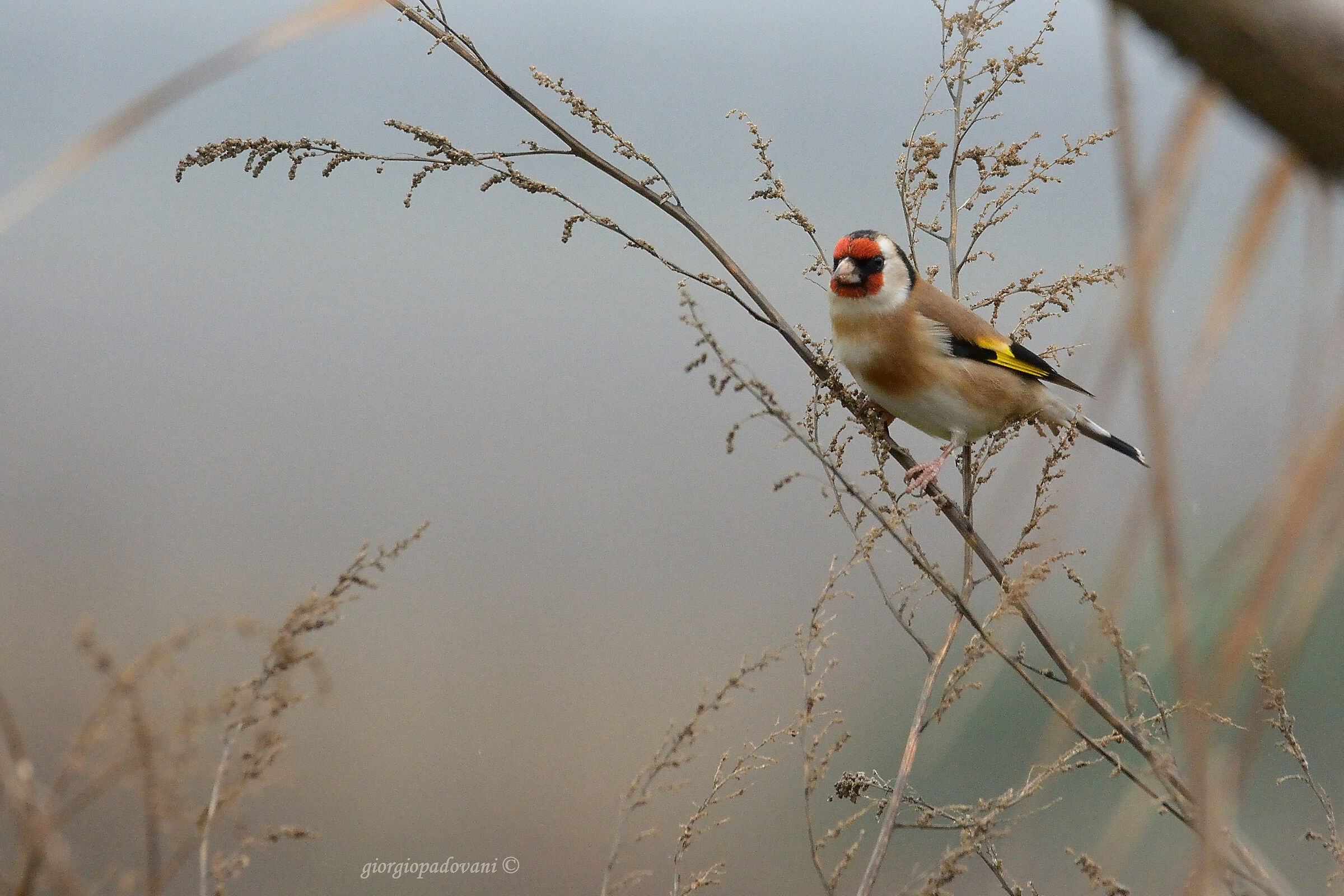 Goldfinch