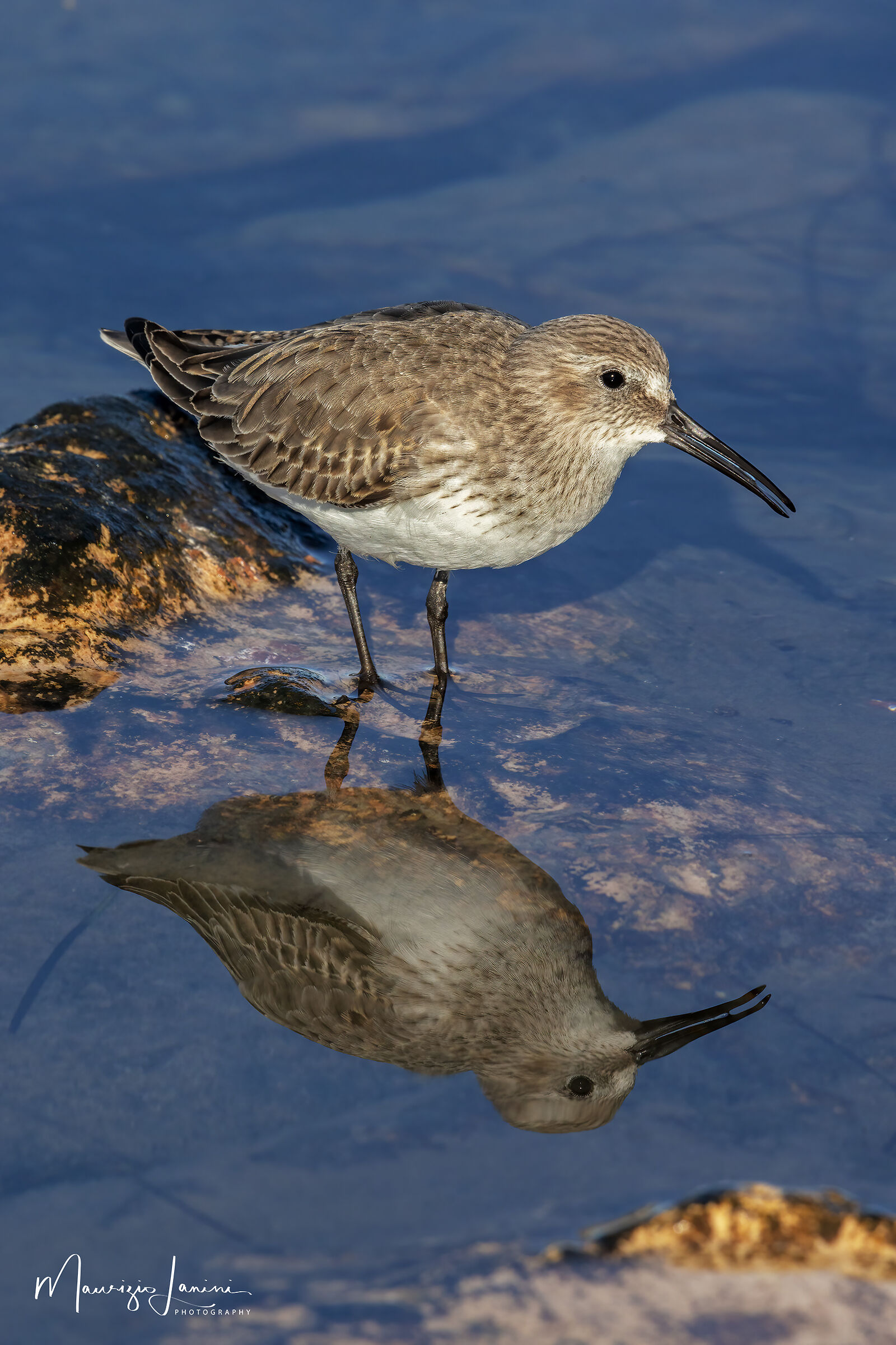 Come in uno specchio