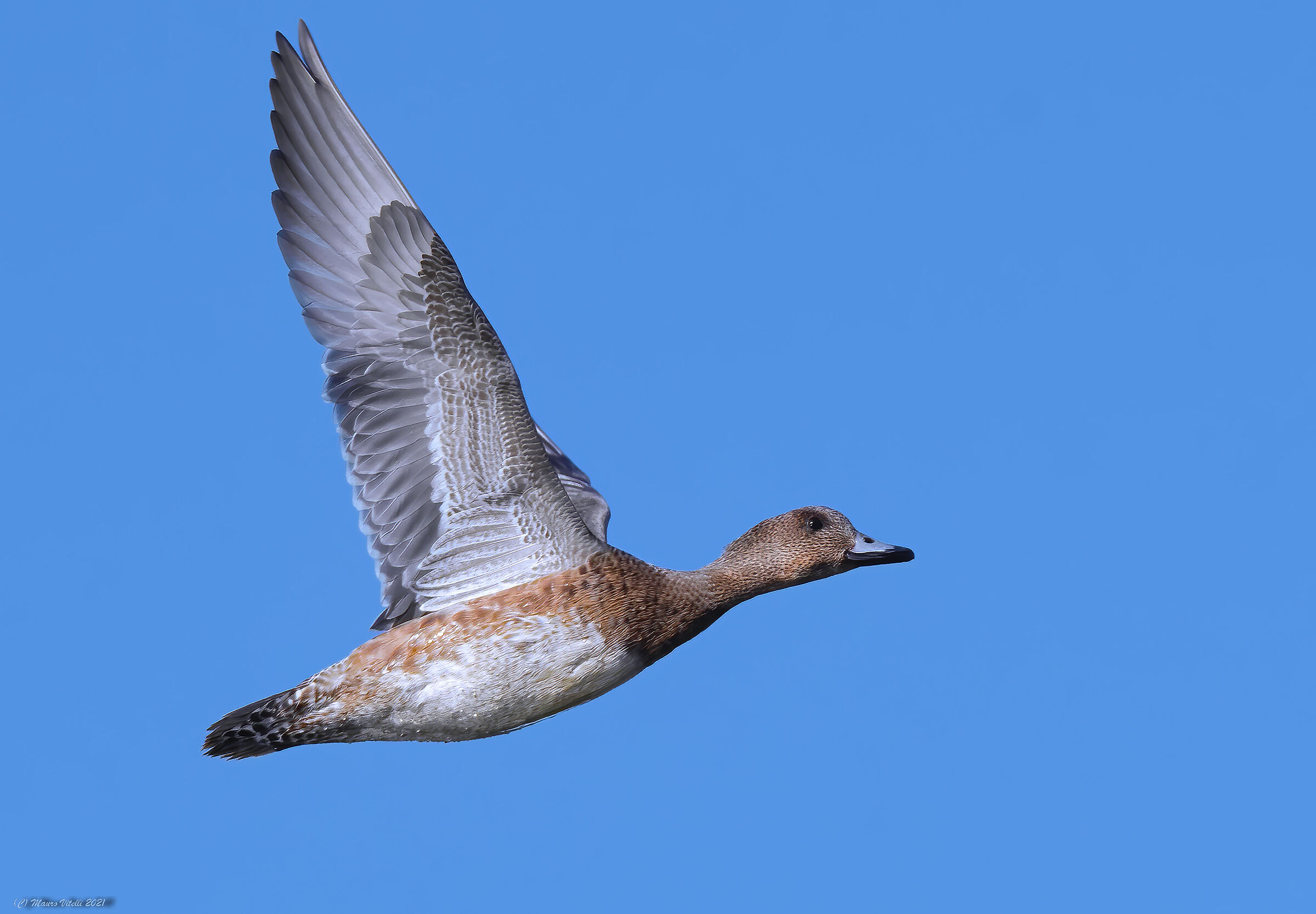 Female whistling (Anas penelope)