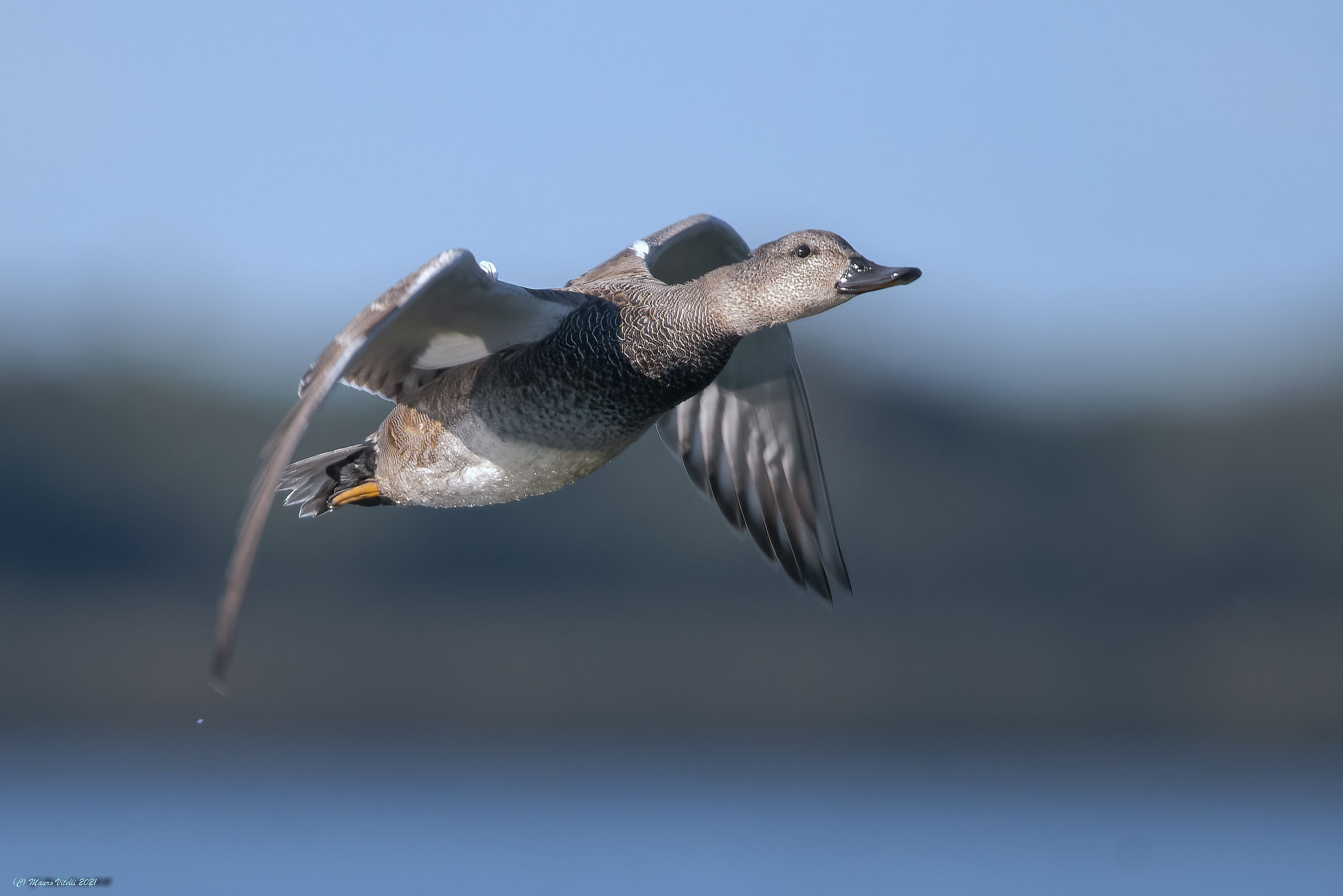Canapiglia (Anas strepera) male