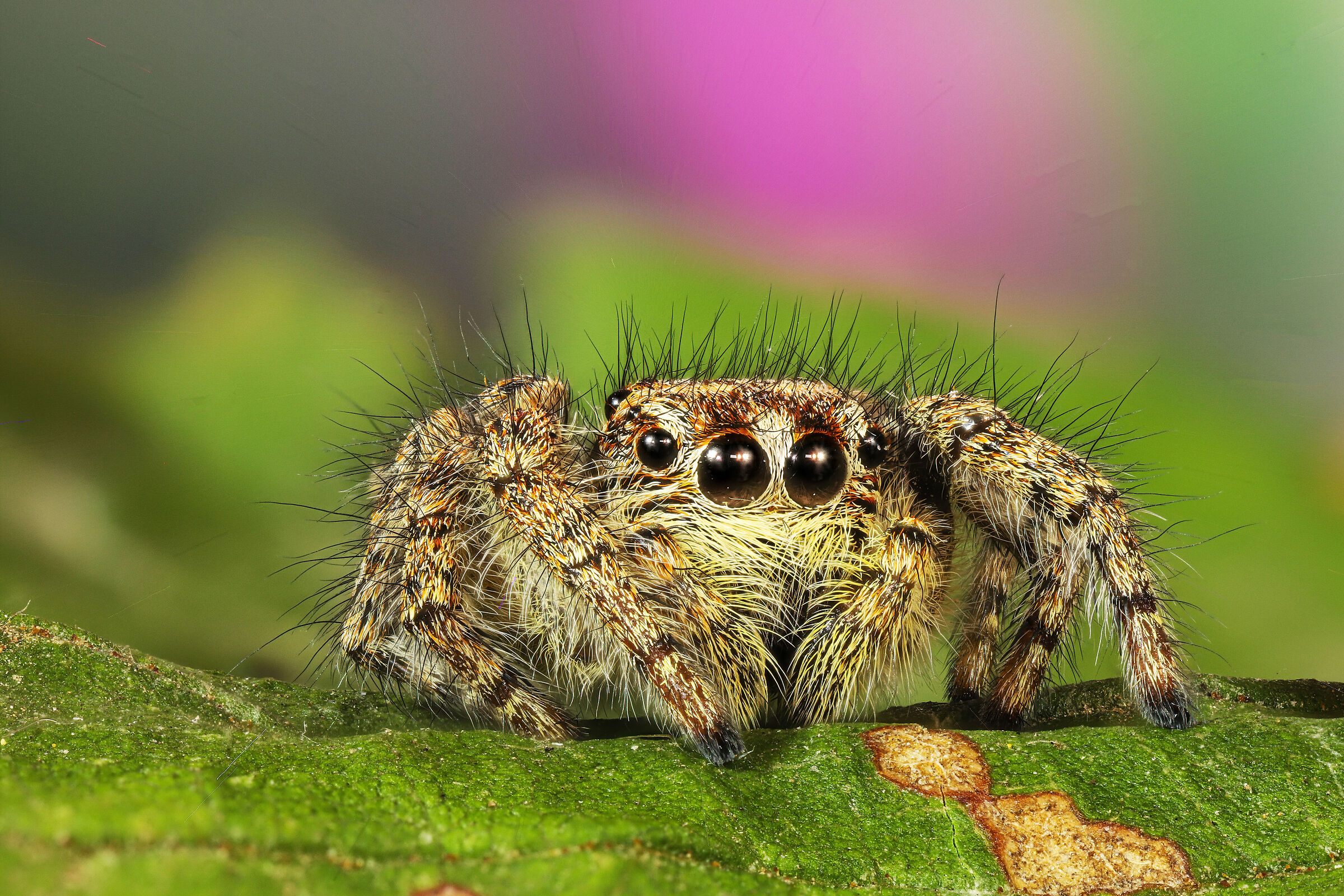 Jumping spider