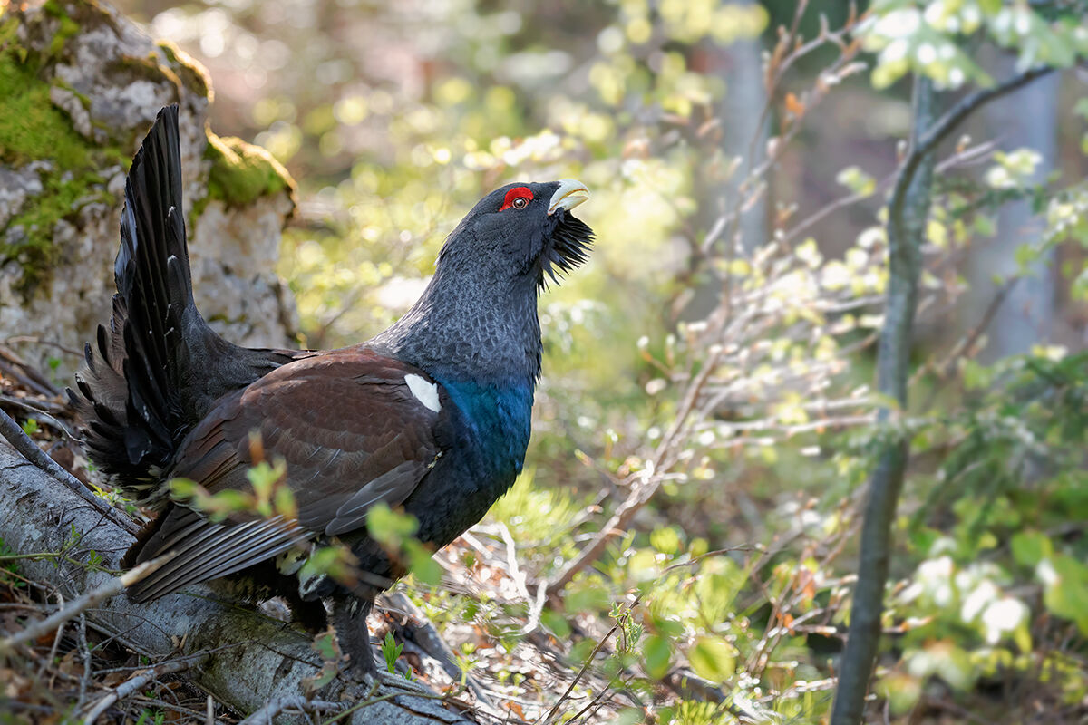 The Old Sage of the Forest