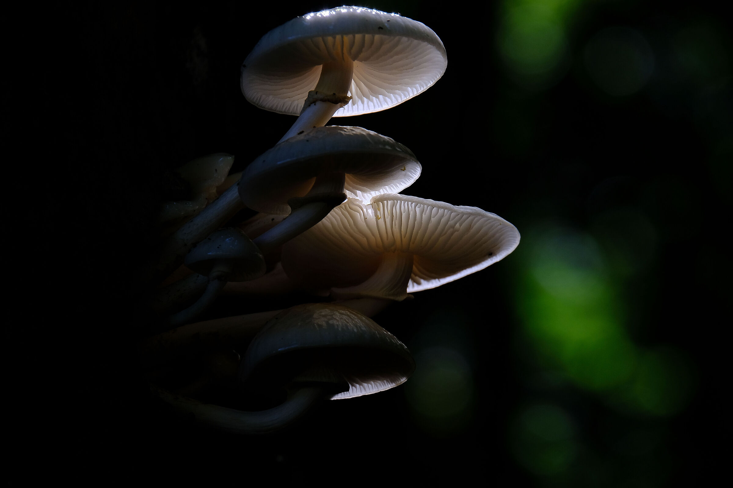 Strain of Mushrooms in the woods of Prato di Campoli