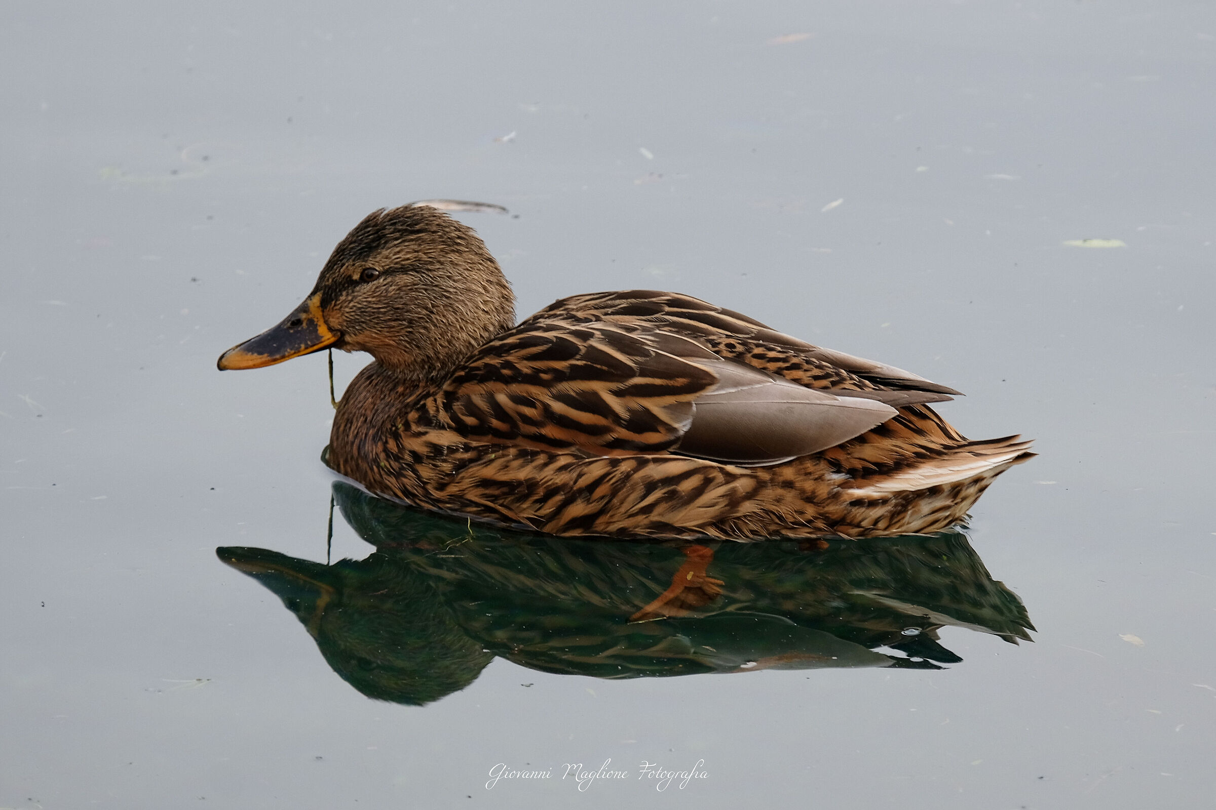 Mallard