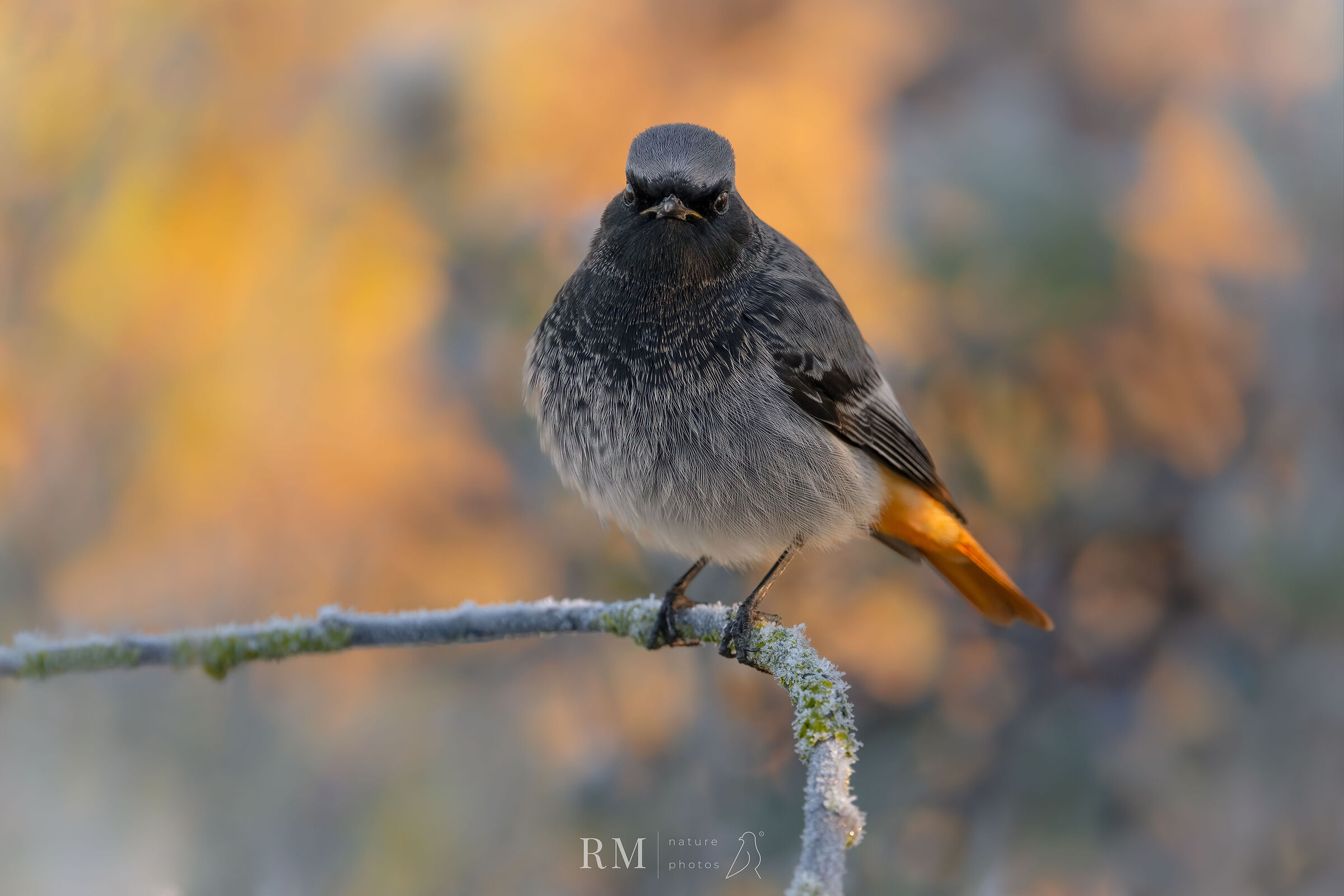 Codirosso Spazzacamino