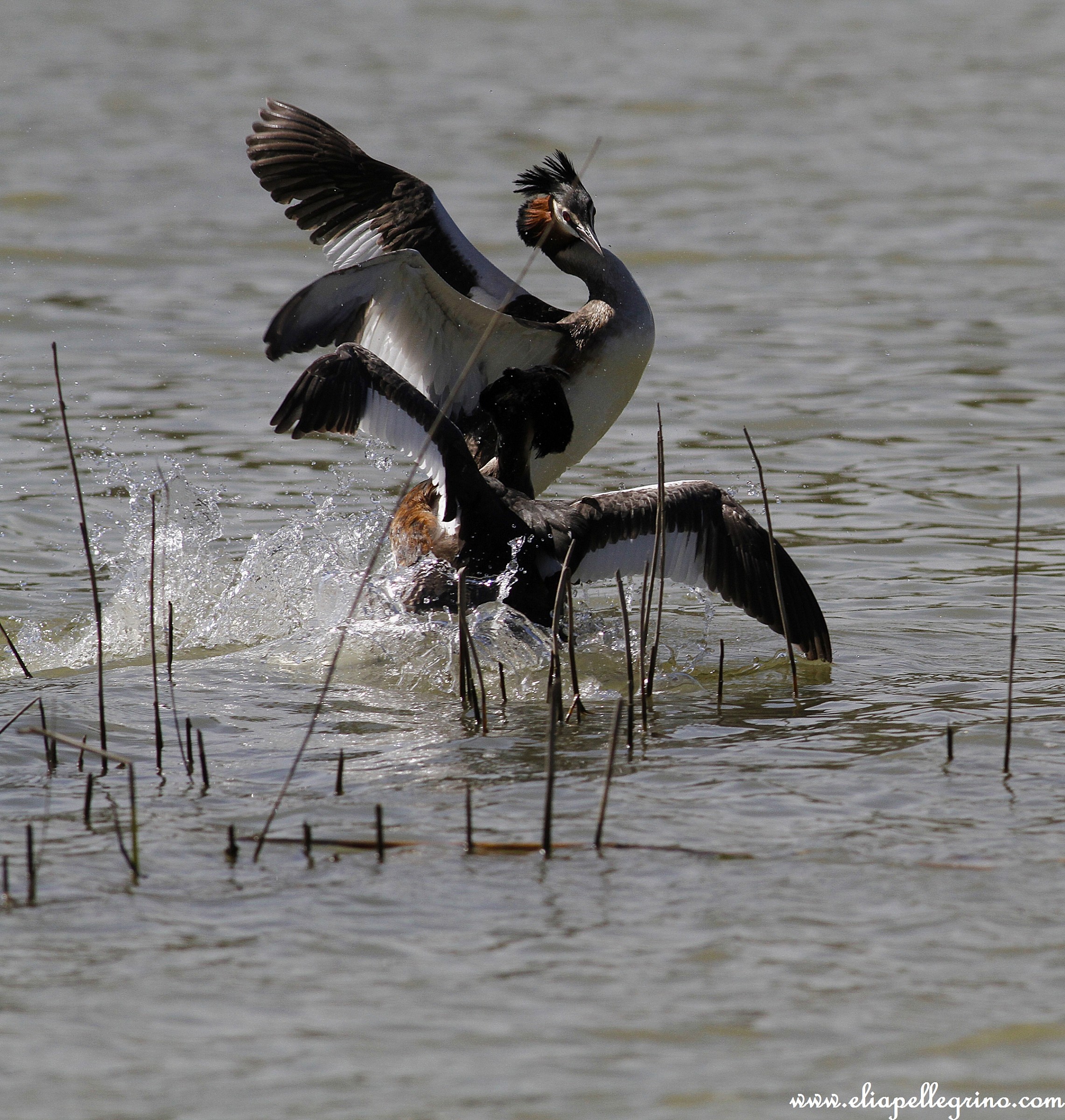 svasso...duello all'ultimo nido