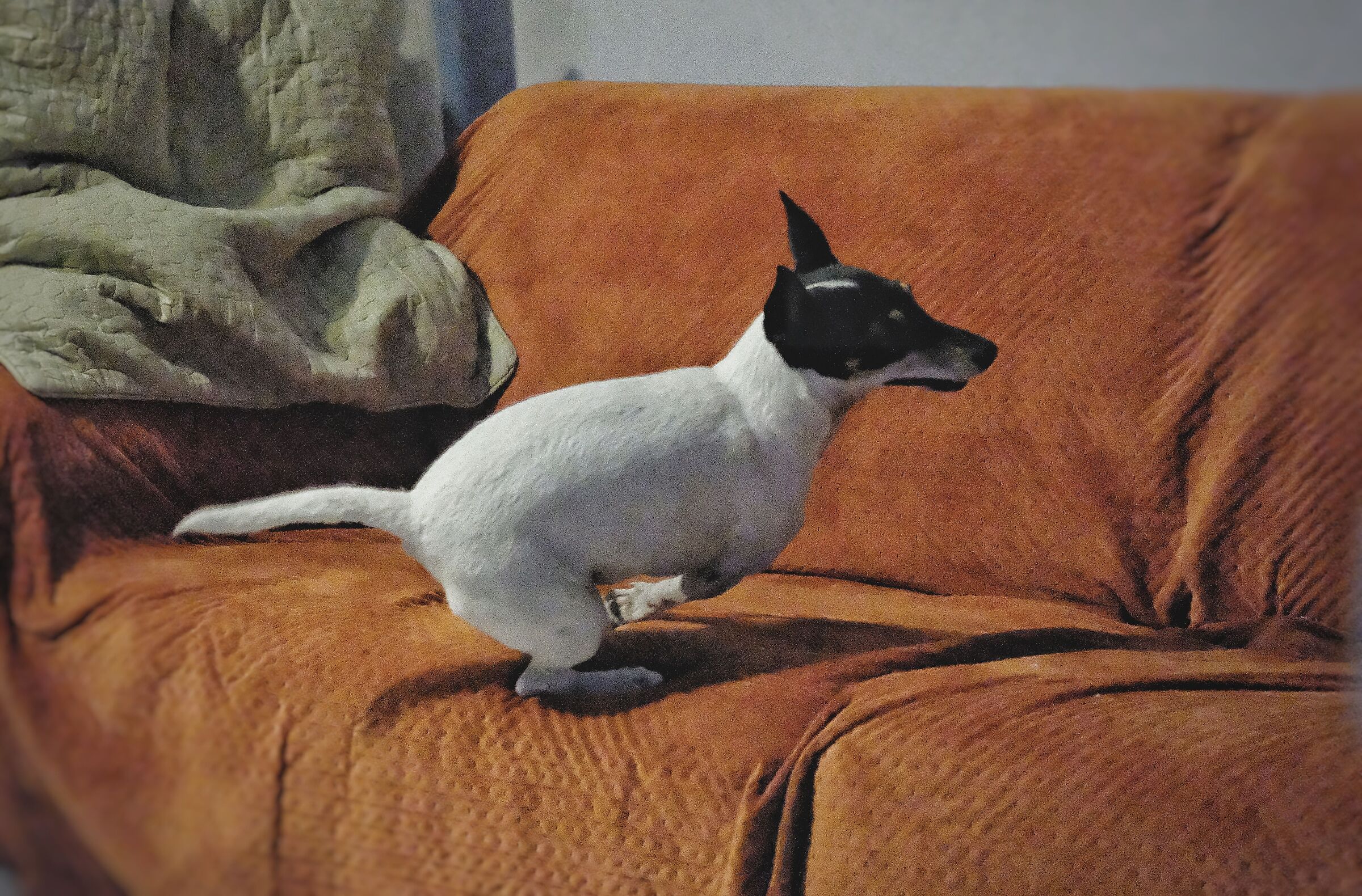Volo del pincher