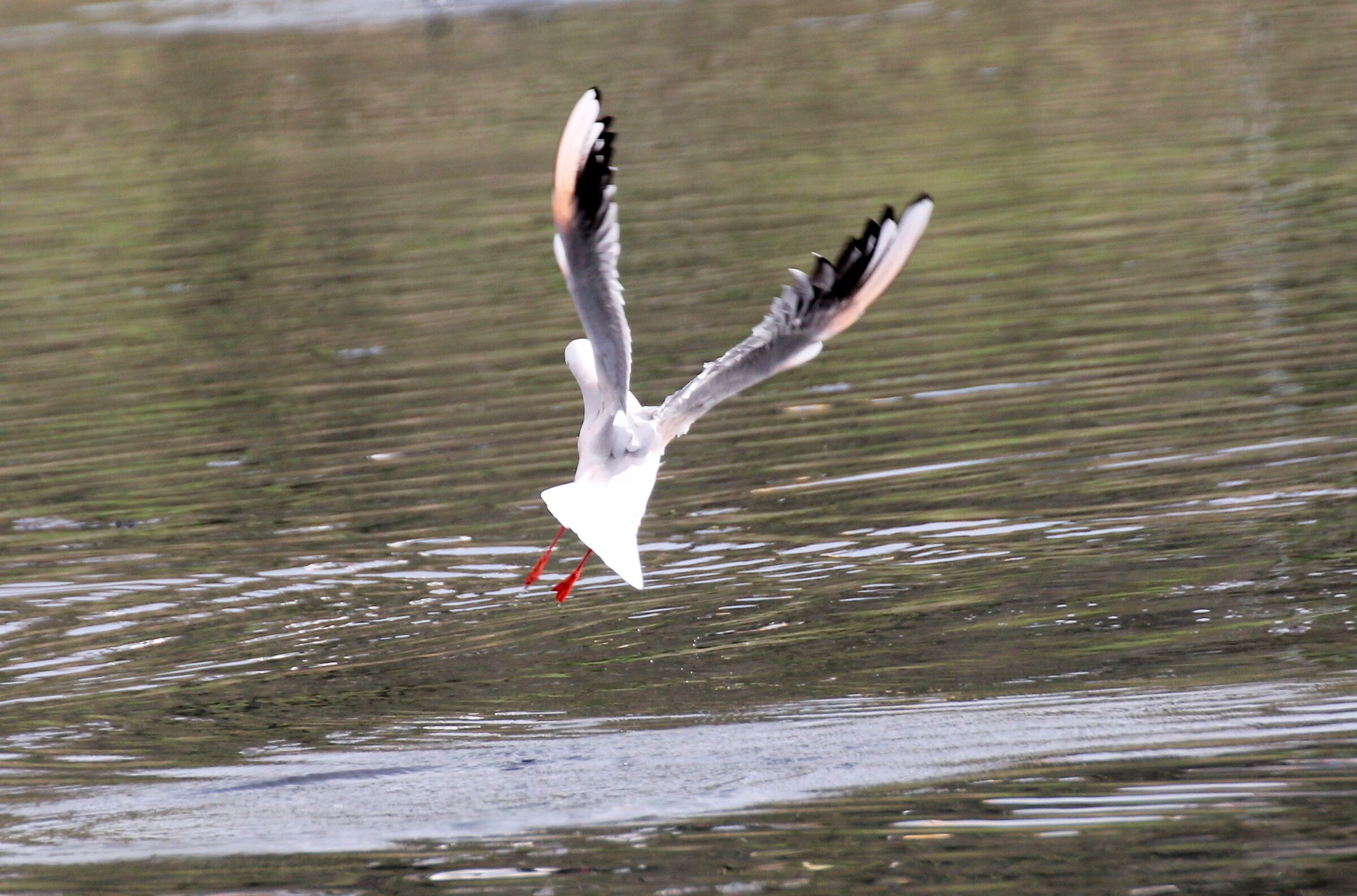 THE DELGABBIANO DANCE