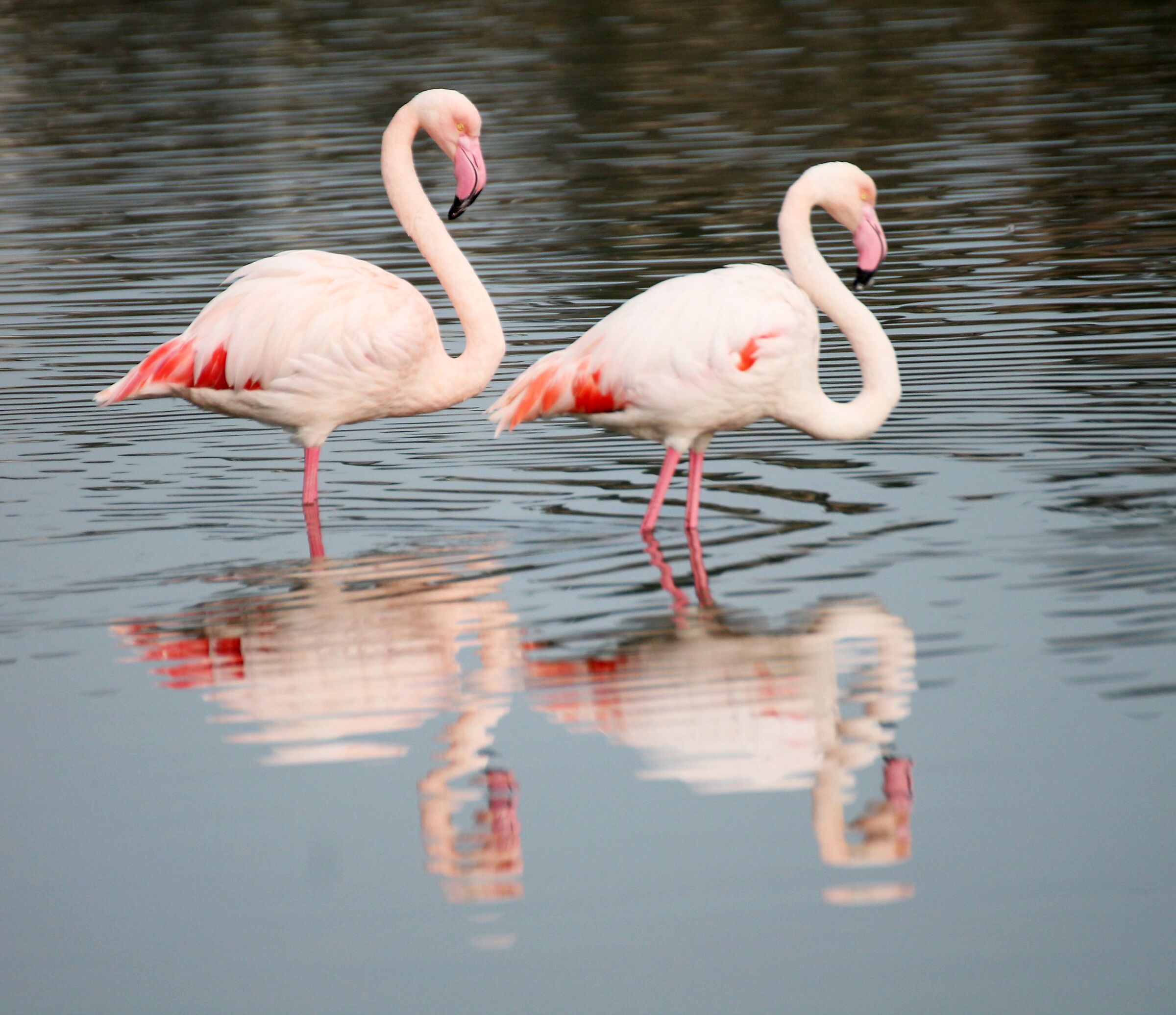 FLAMINGOS