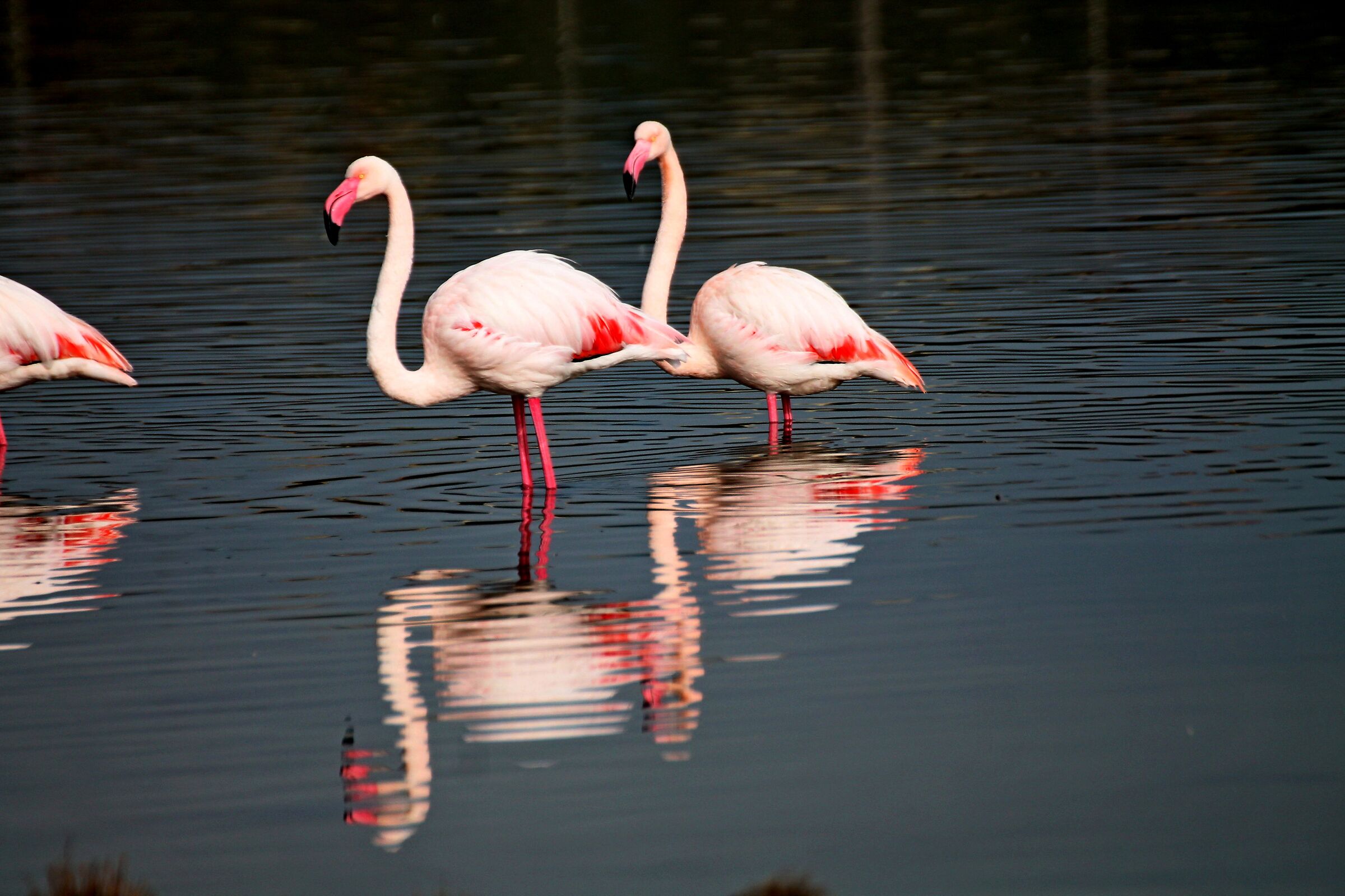 FLAMINGOS