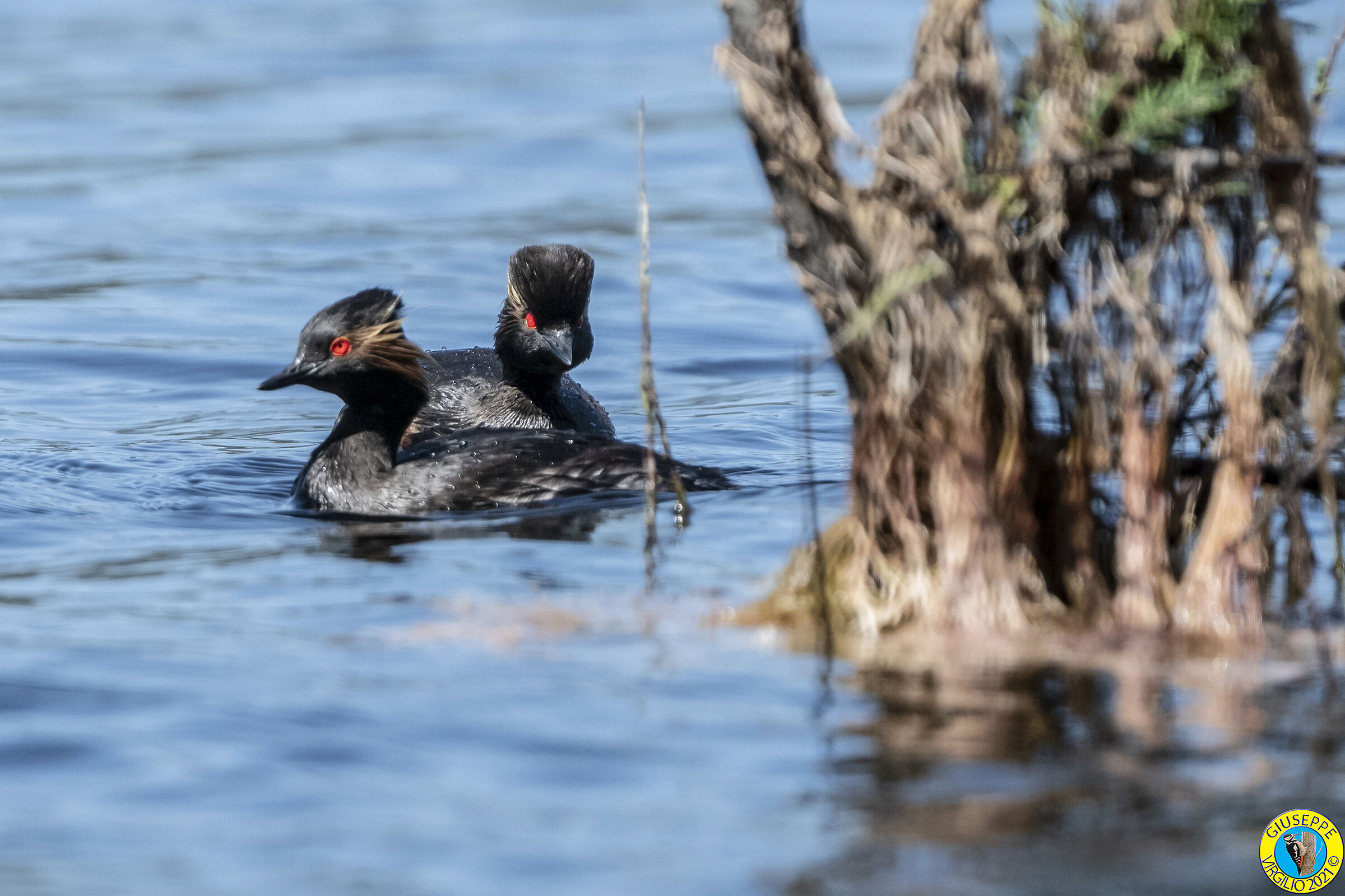 Svasso Piccolo o o Minore (Sardegna) 2021