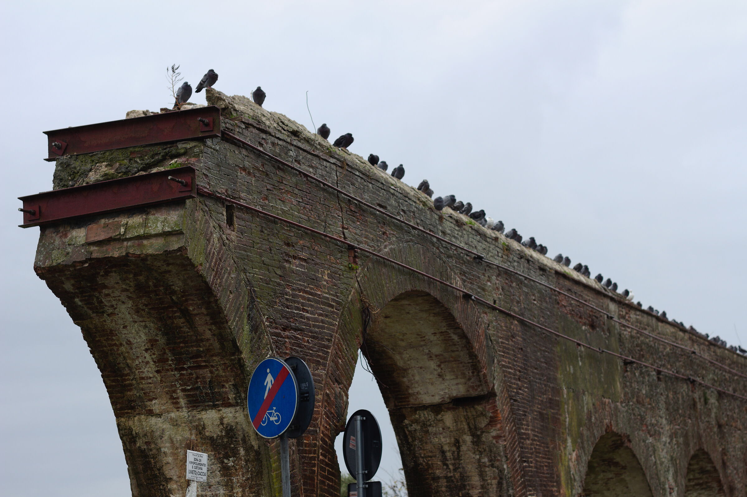 Piccioni dell'acquedotto di Asciano Pisano