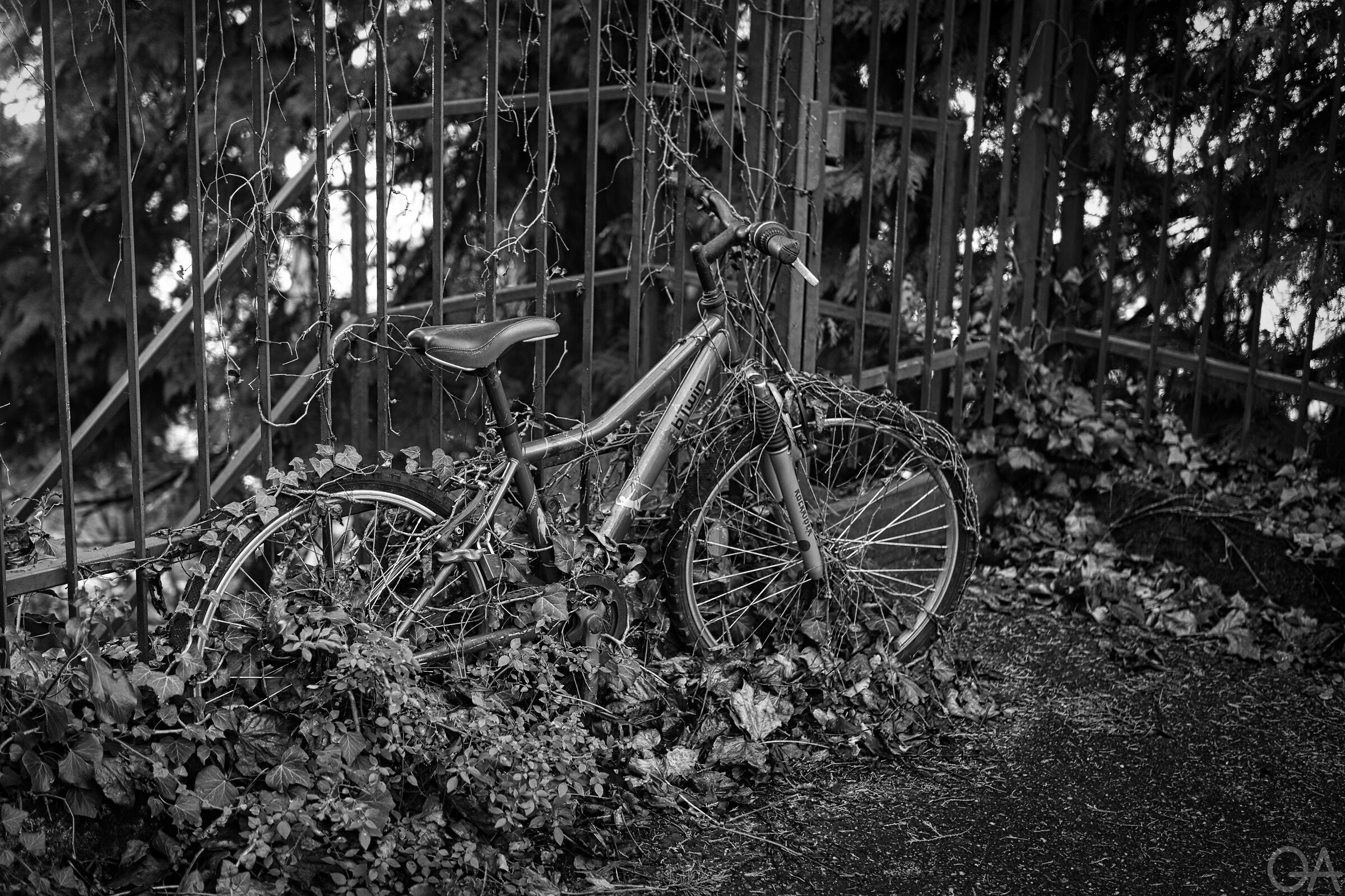 La natura riprende i propri spazi..