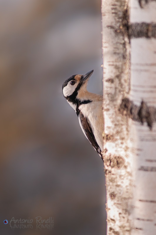 Great Spotted Woodpecker