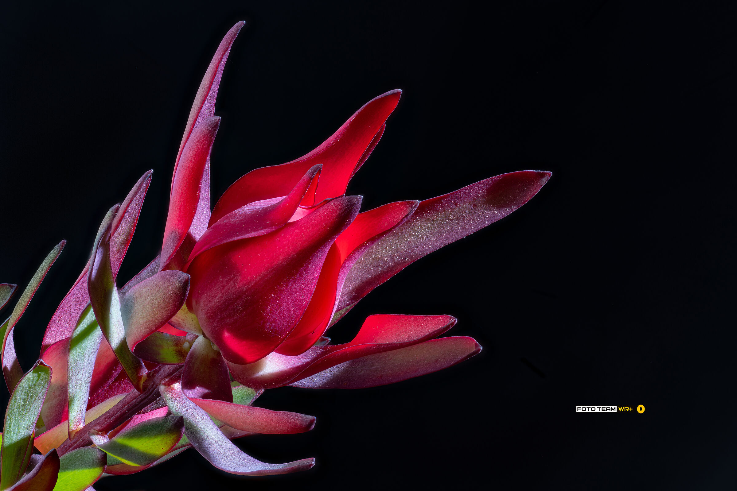 Leucadendron