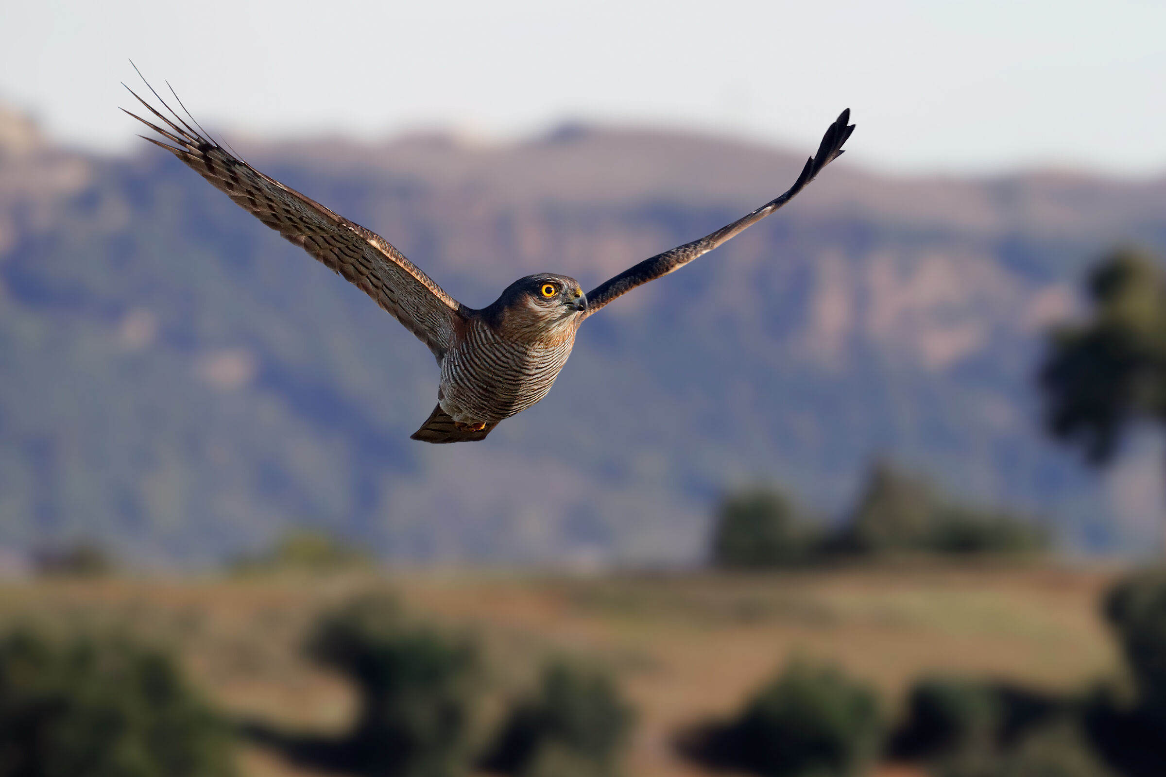 Male sparrowhawk