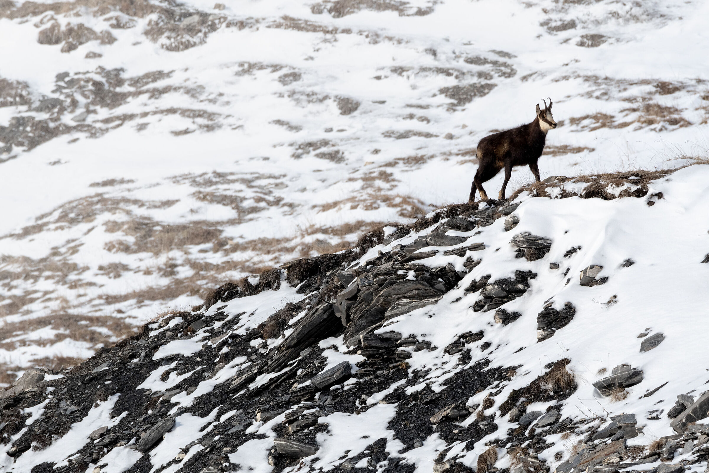 Chamois 1