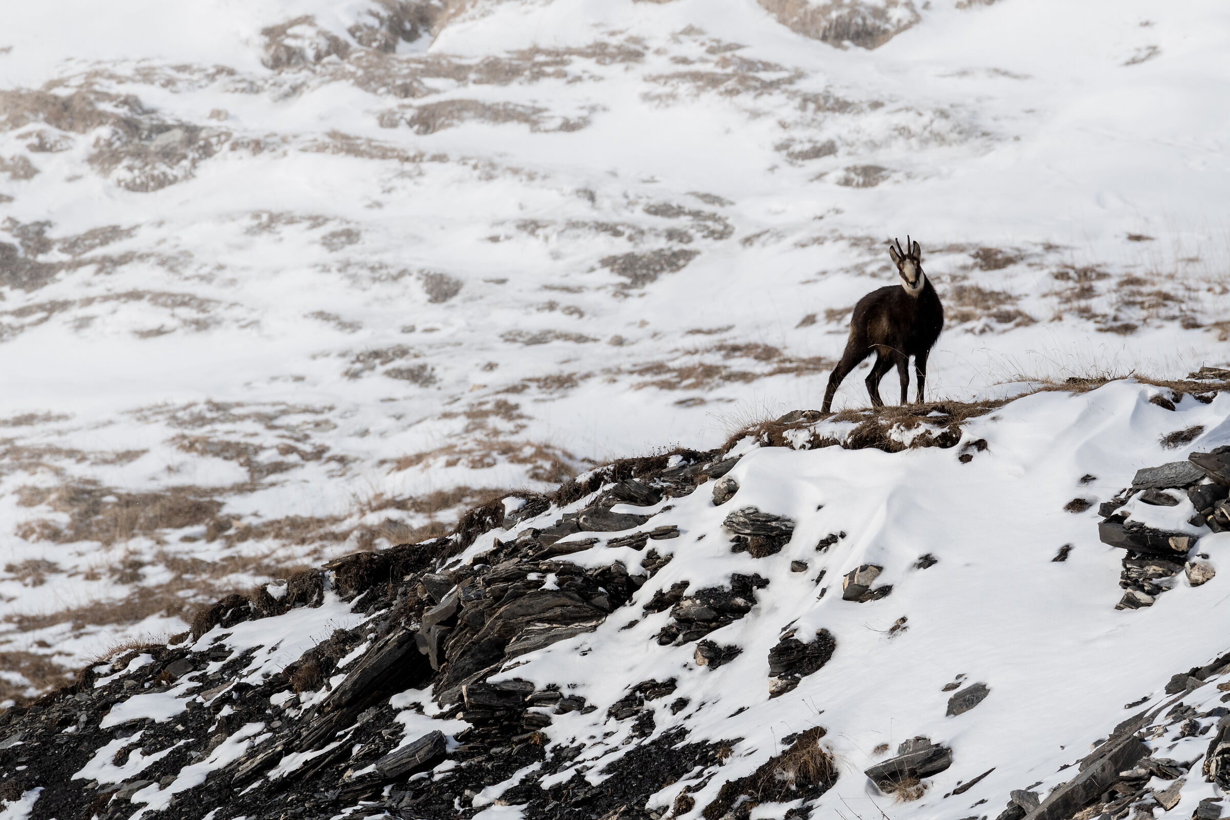 Chamois 2
