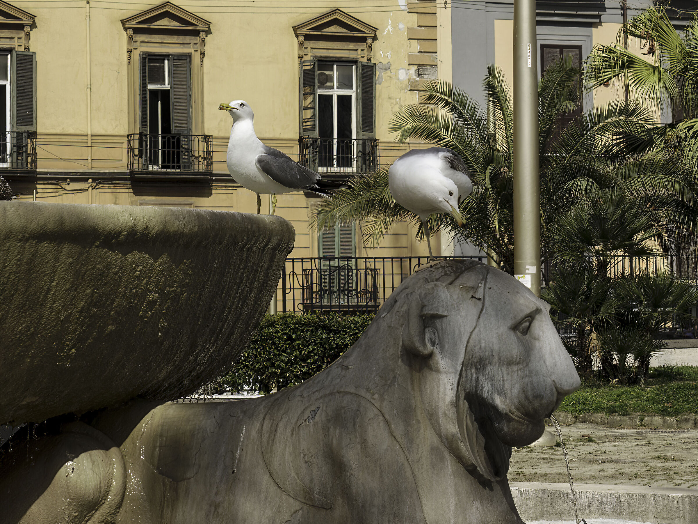 He loved to look at me, on one paw...