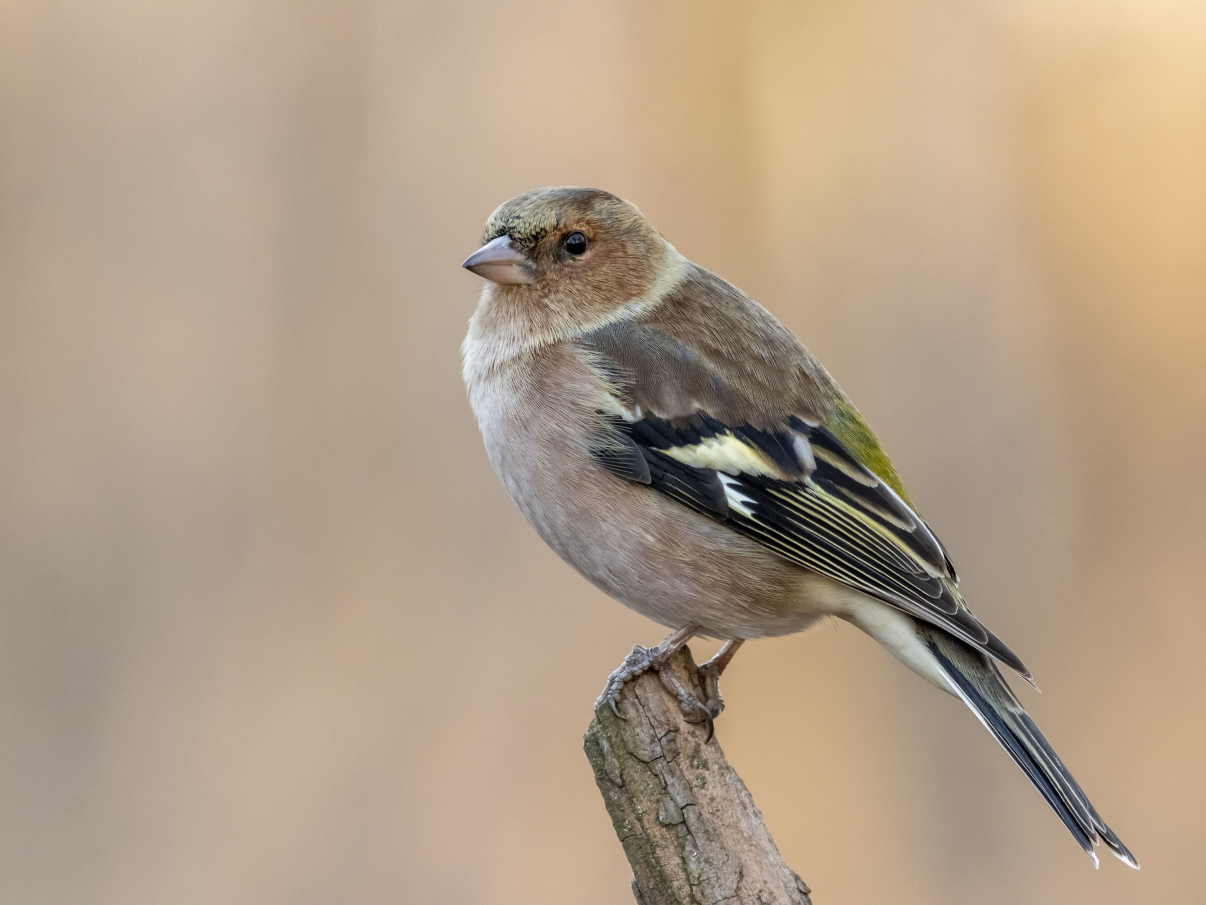 Chaffinch