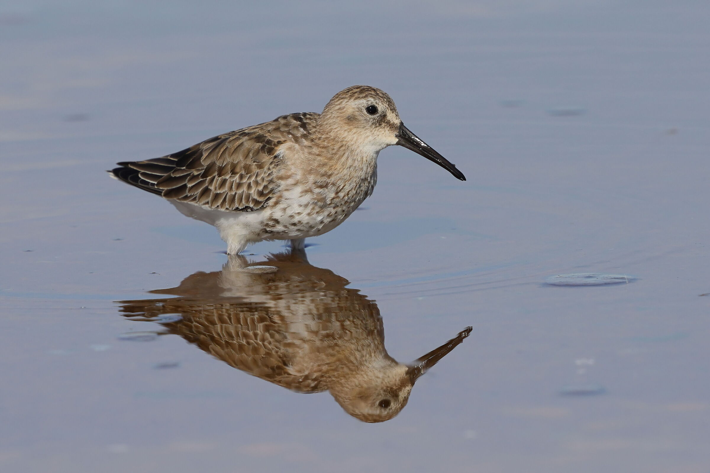 Dunlin