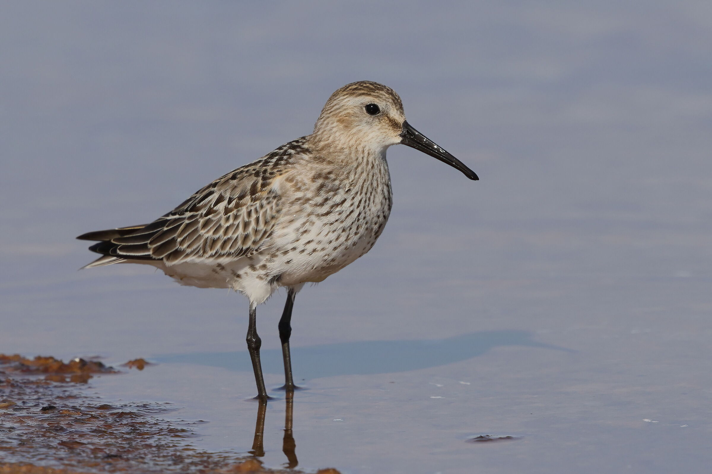 Dunlin