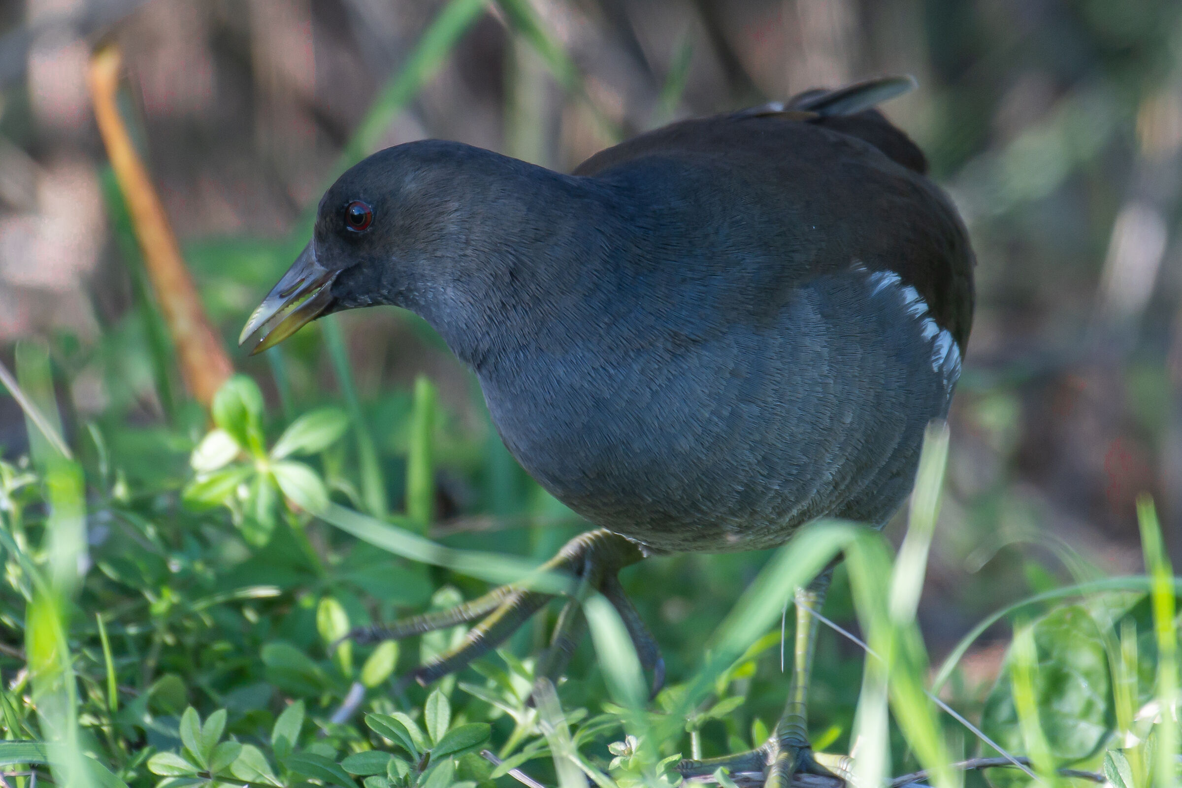 gallinula chloropus femmina