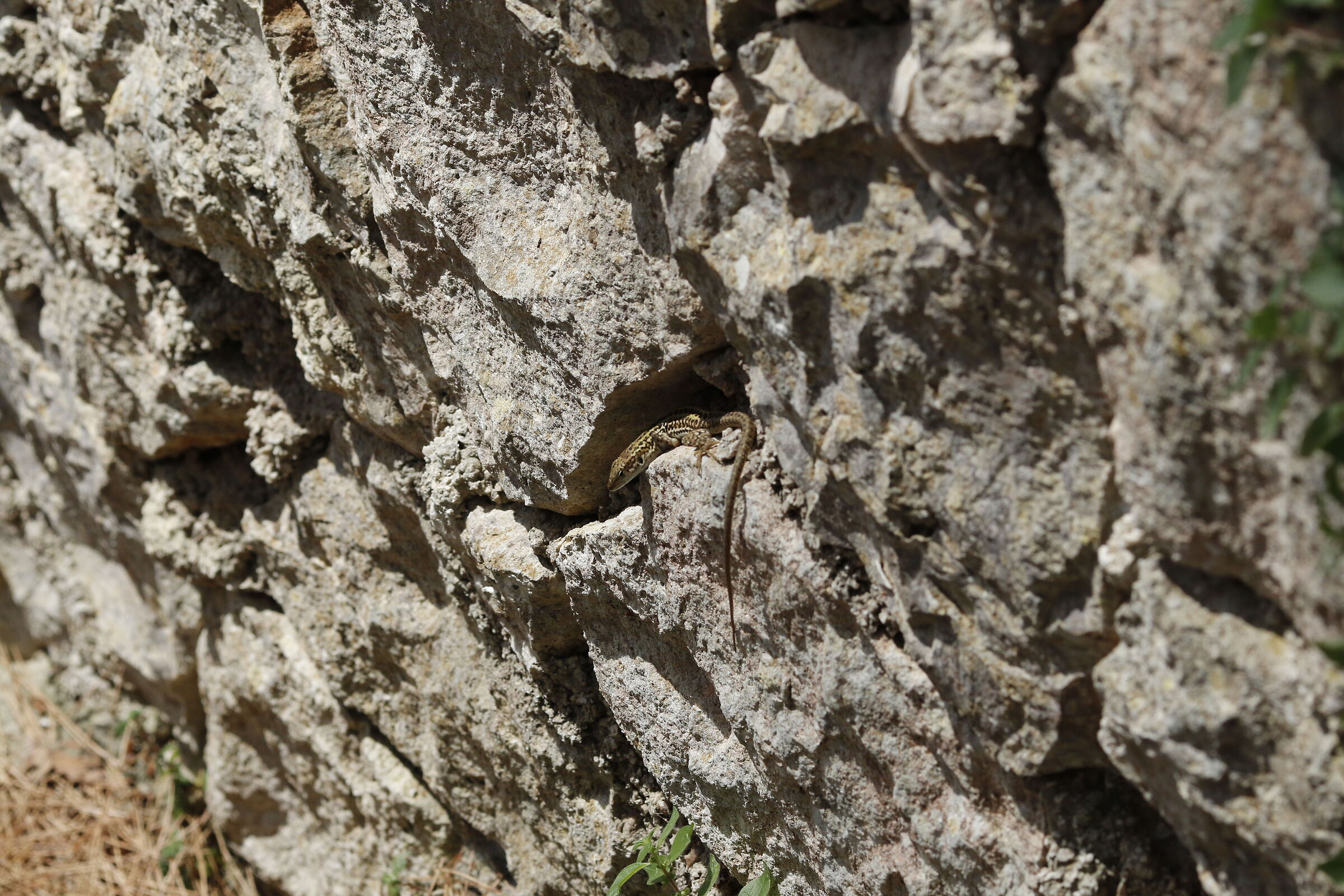 Canon 7d 2 / 135 F.2 L