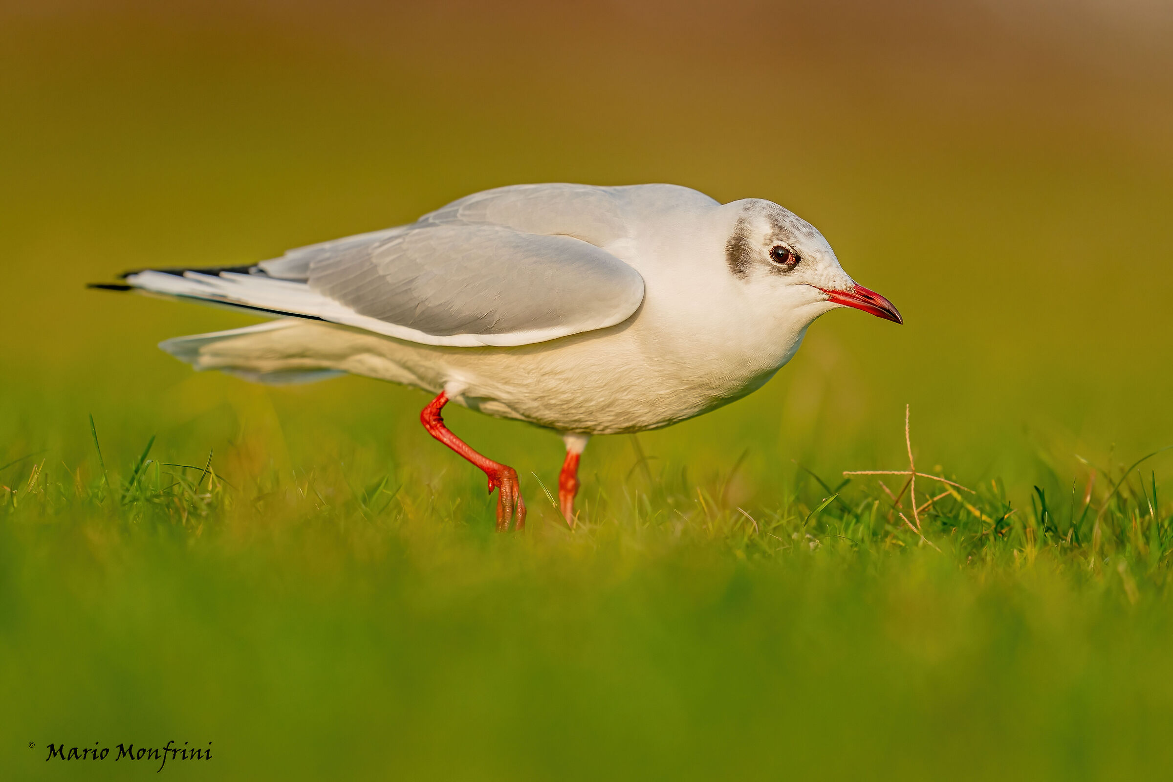 adult common seagull winter dress