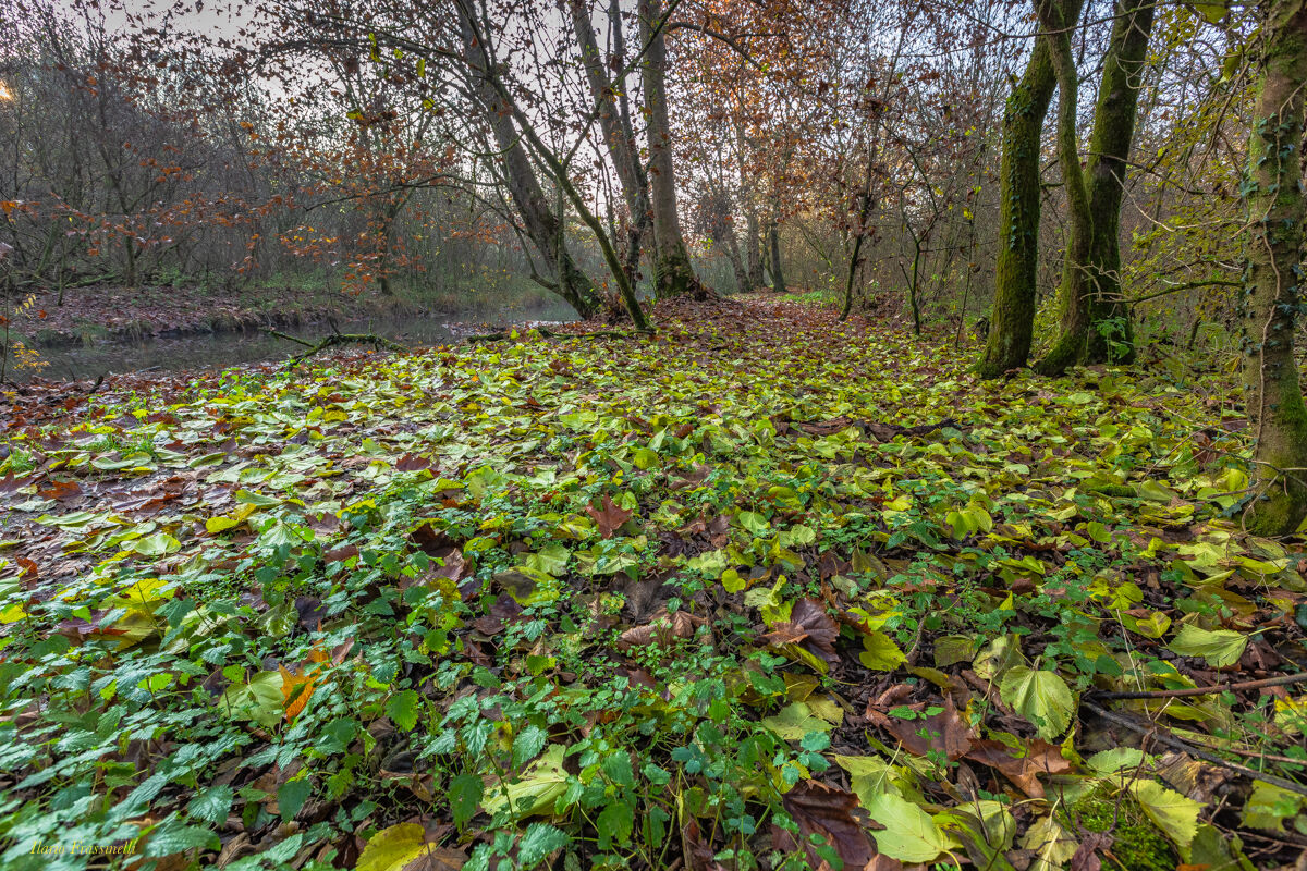 La caduta delle foglie