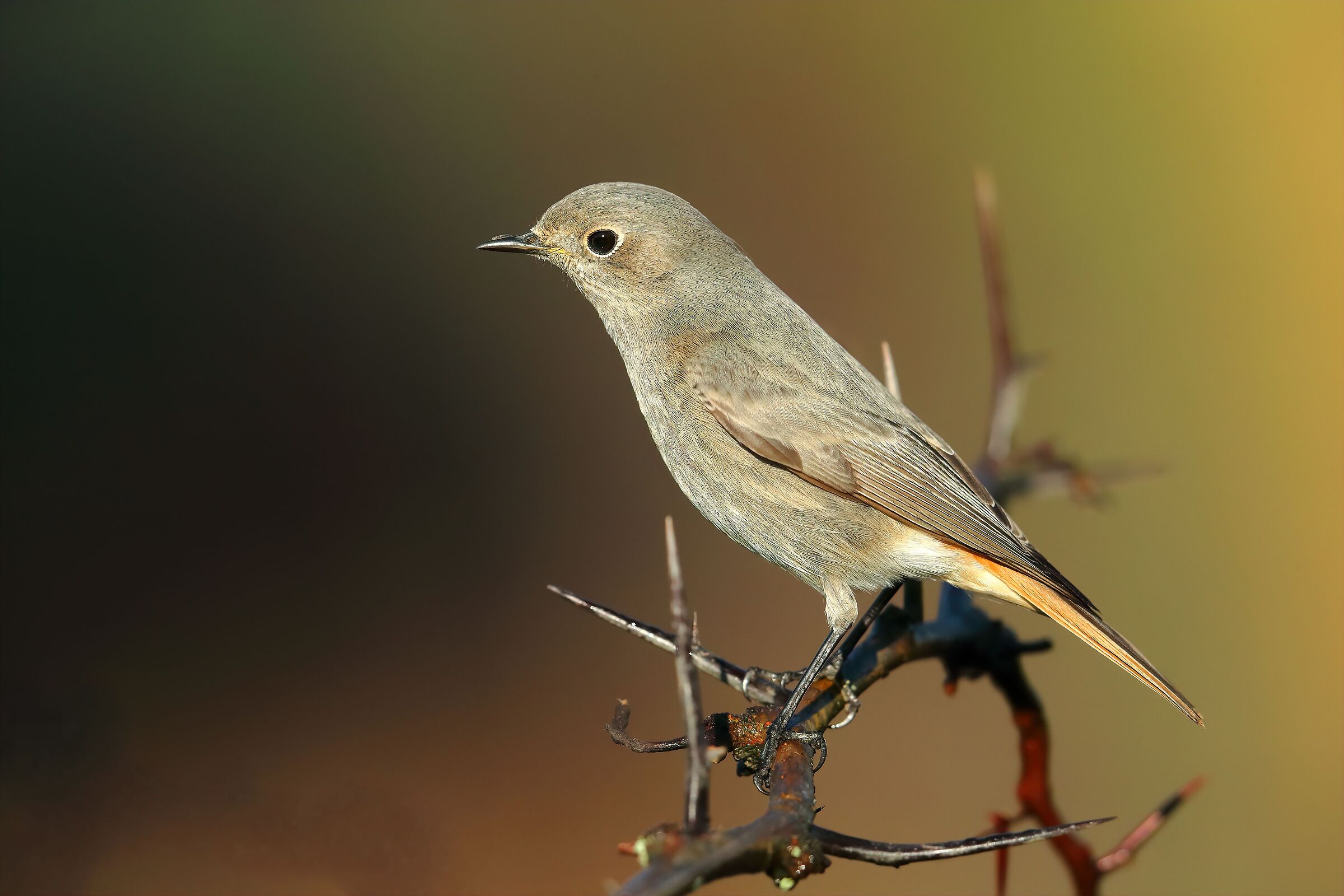 Redstart chimney sweep f.