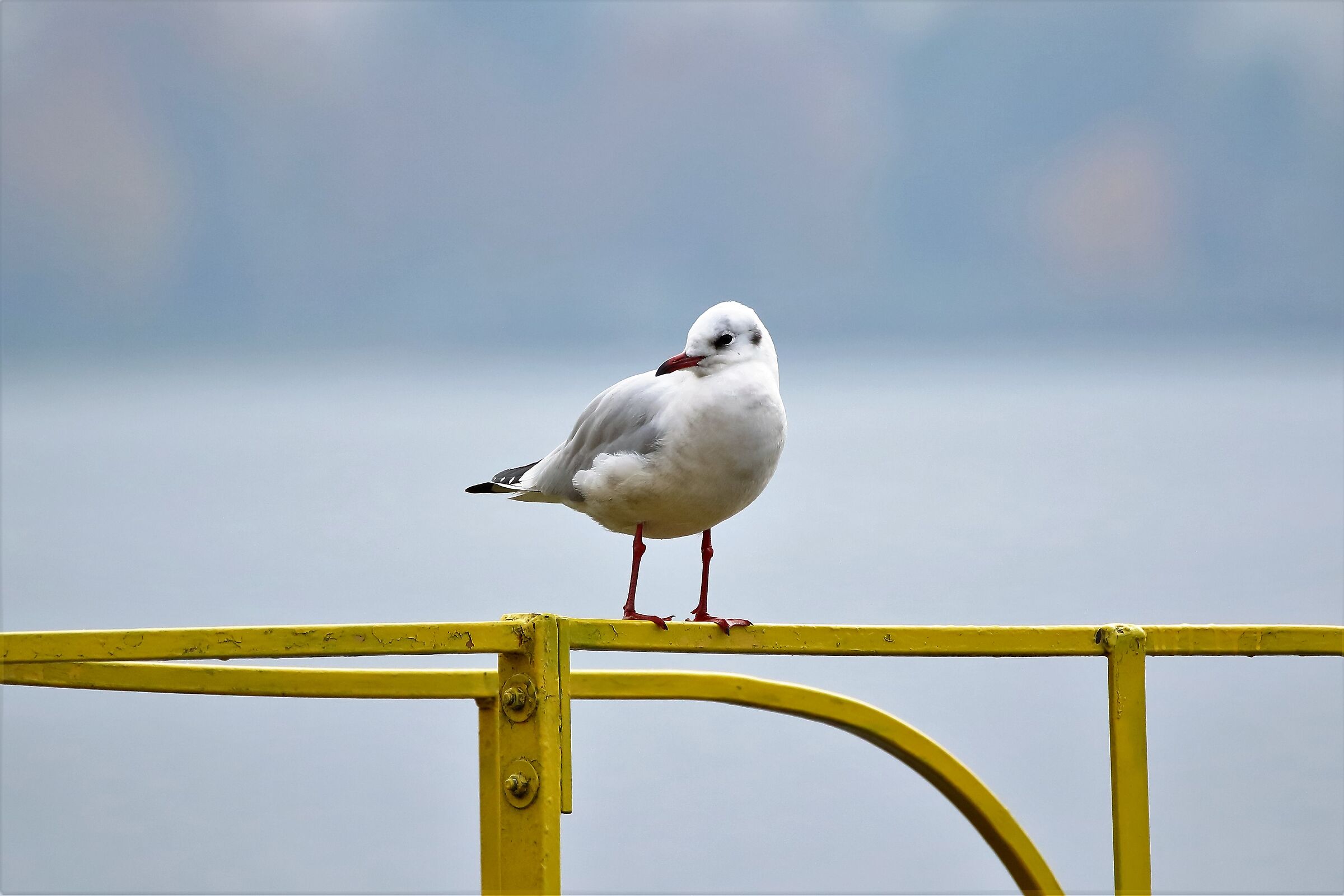 land gull