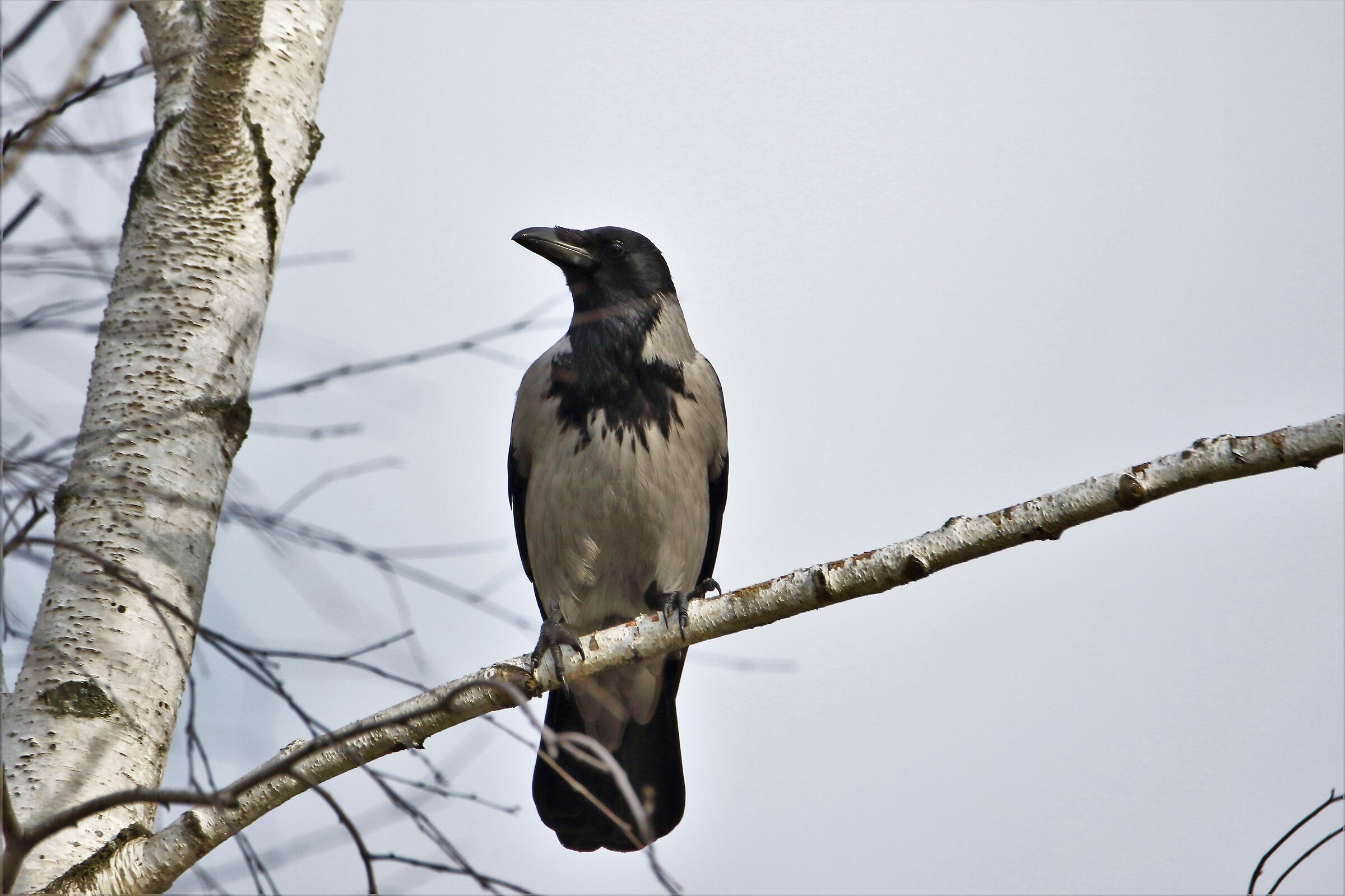hooded crow