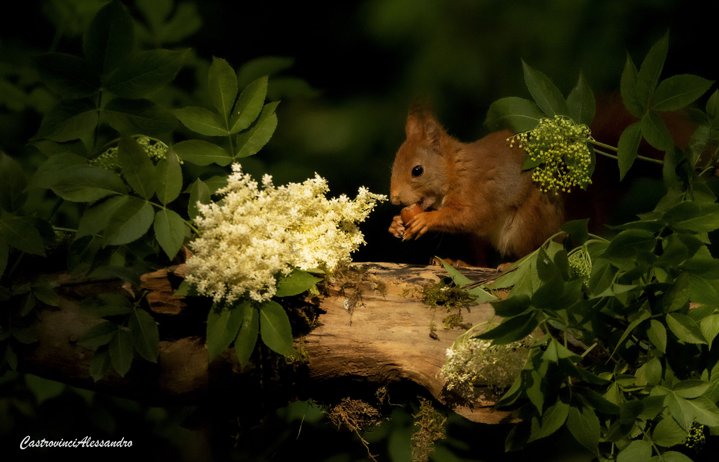 Elderberry breakfast