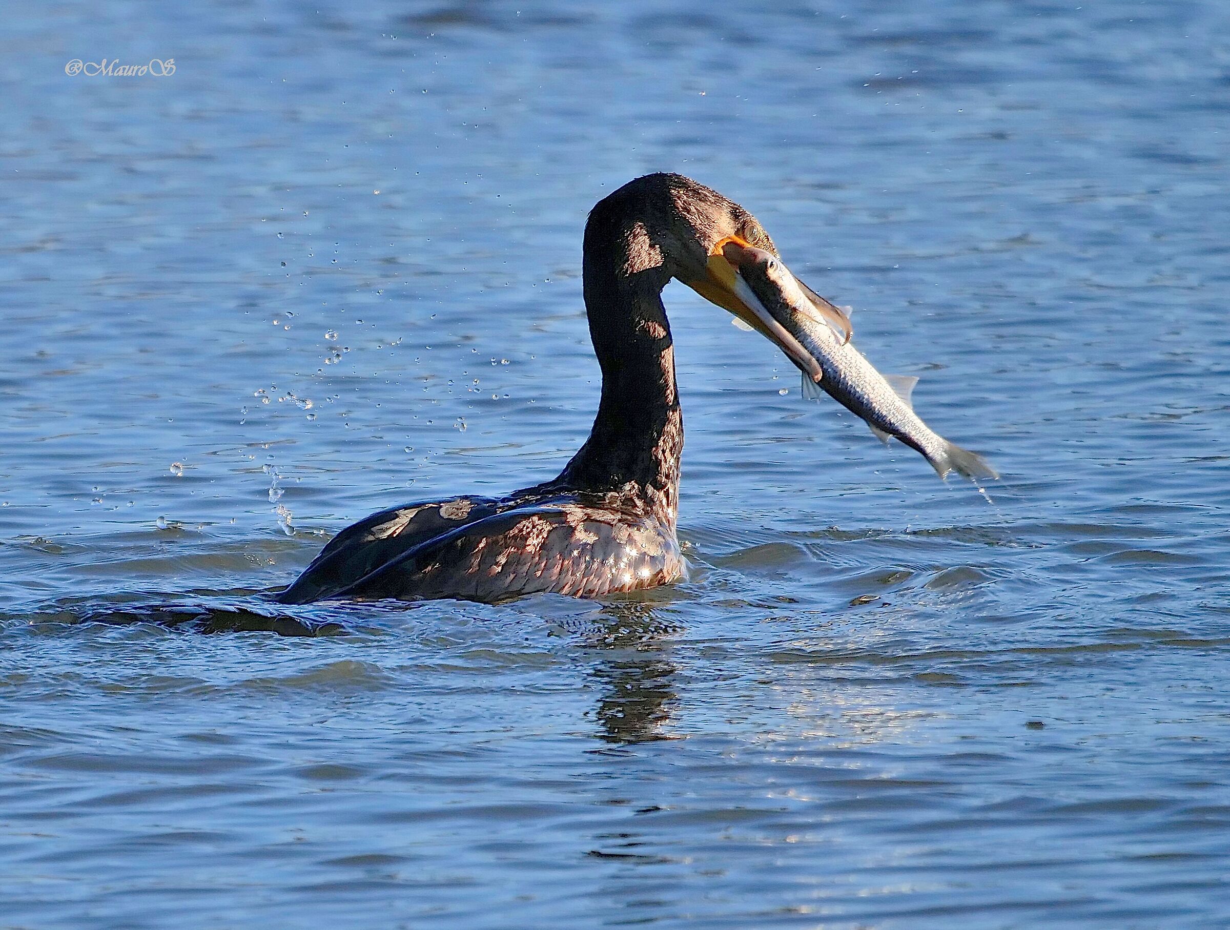 Cormorano con pesce