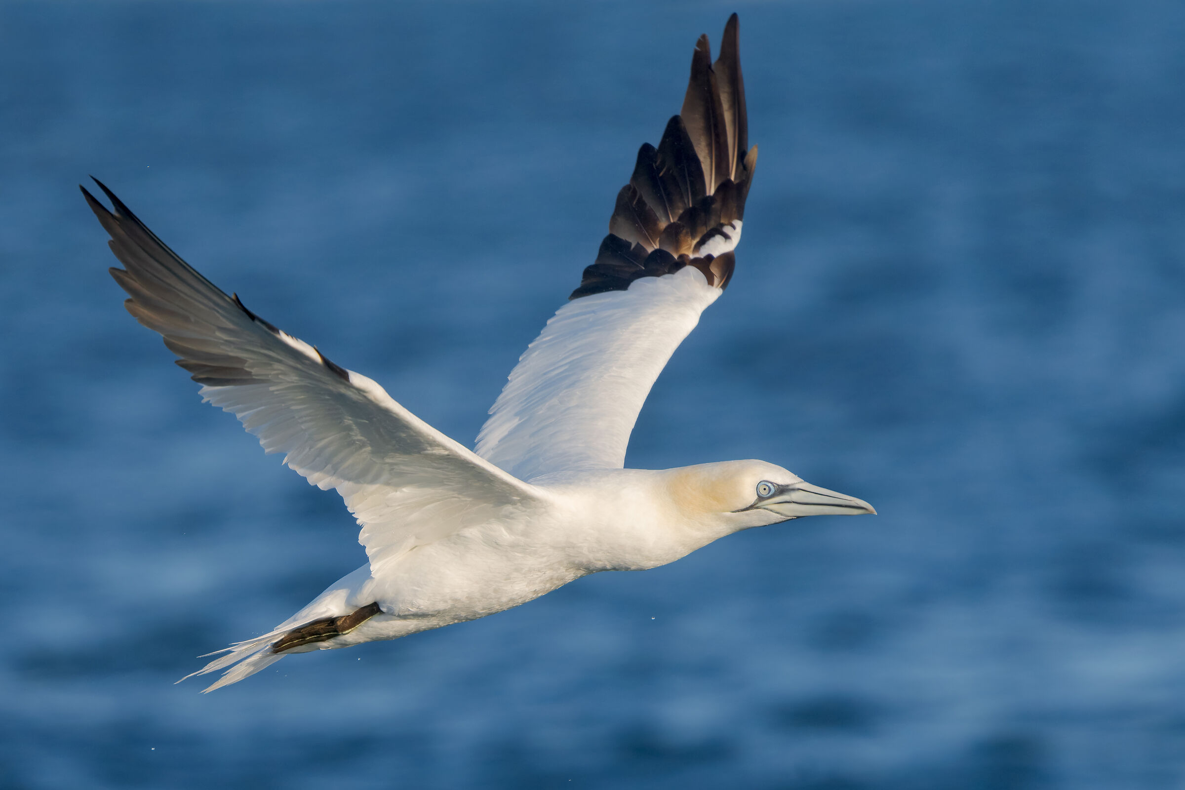 The flight of the sula