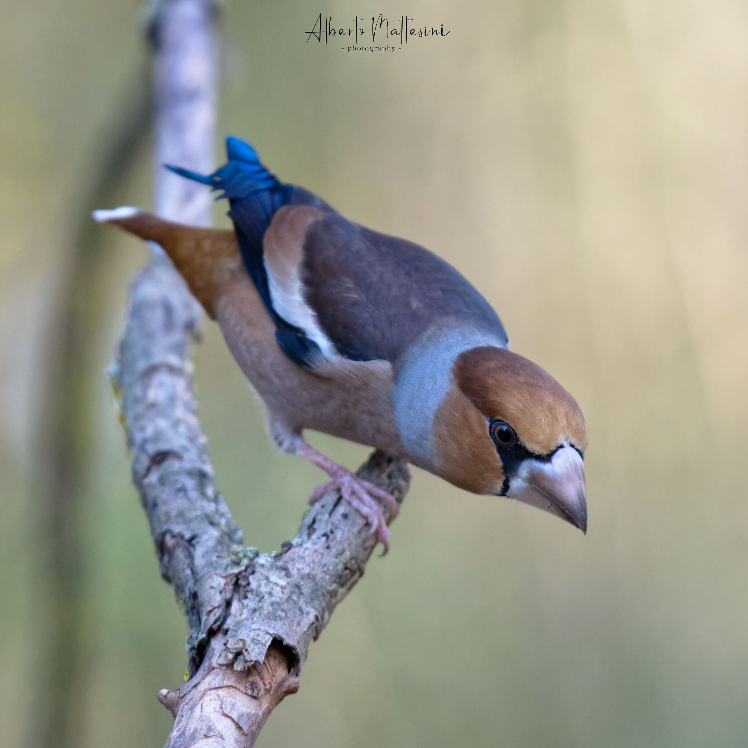 Hawfinch