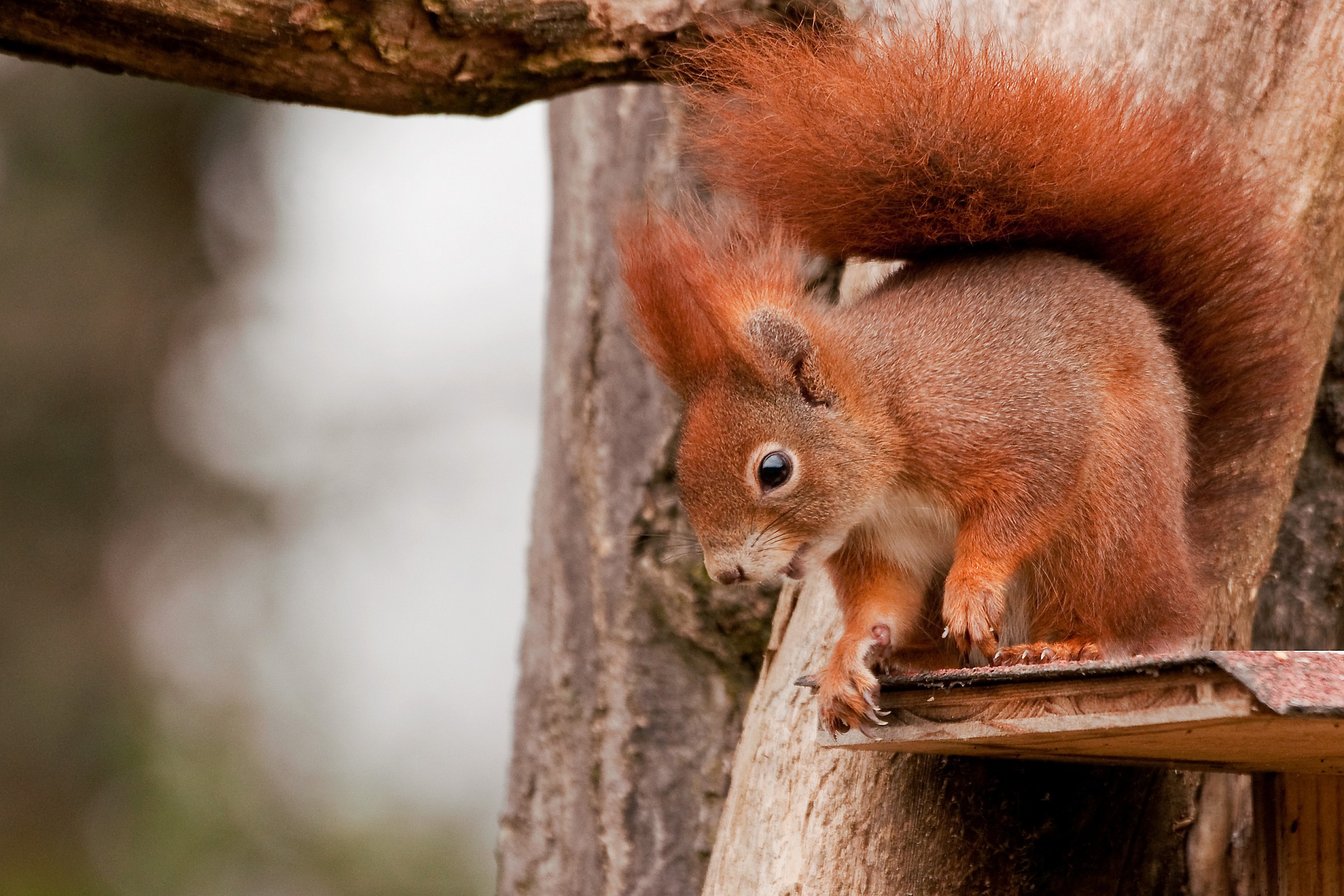 Red Squirrel