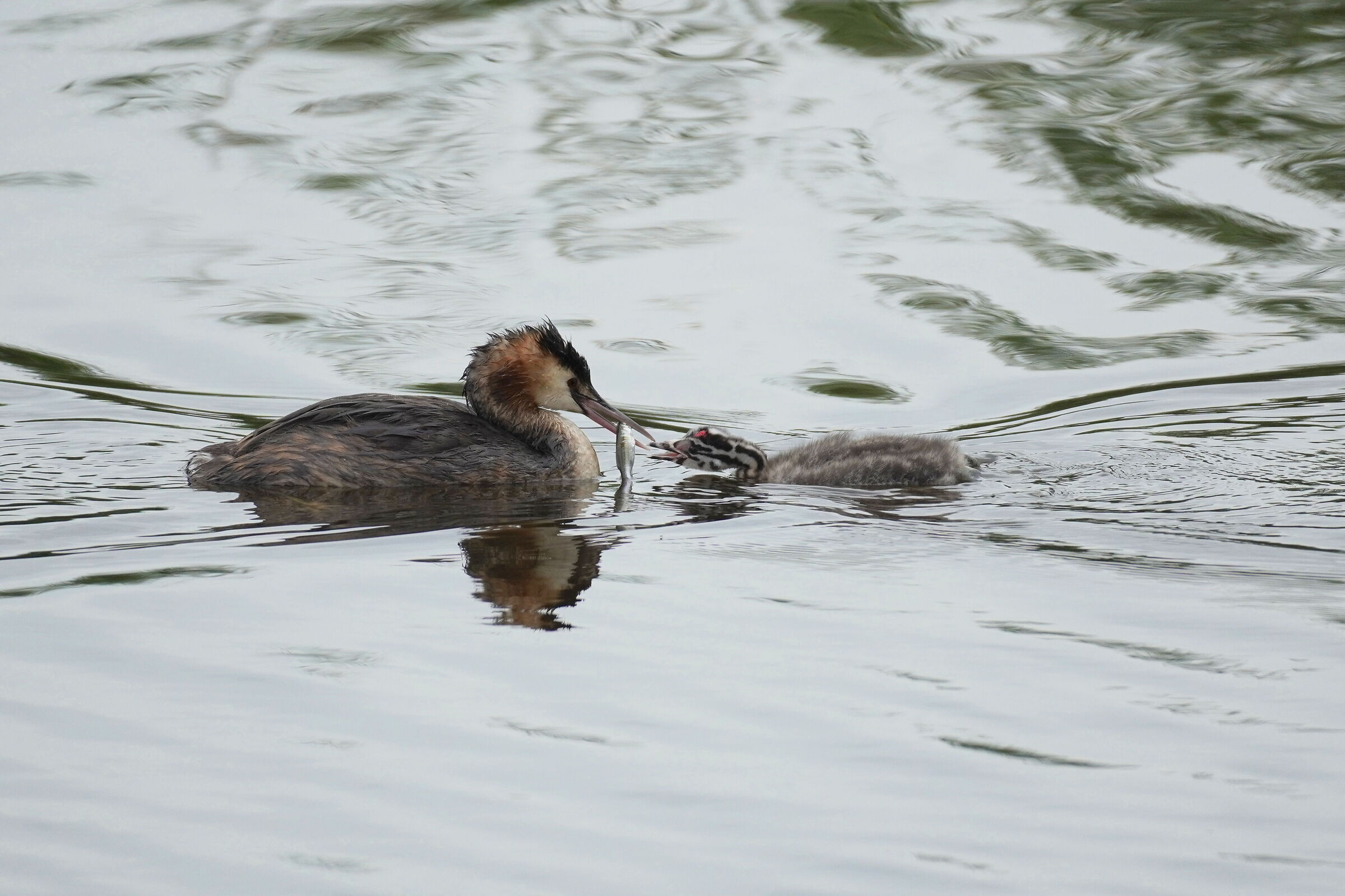 Amore in natura: svasso maggiore