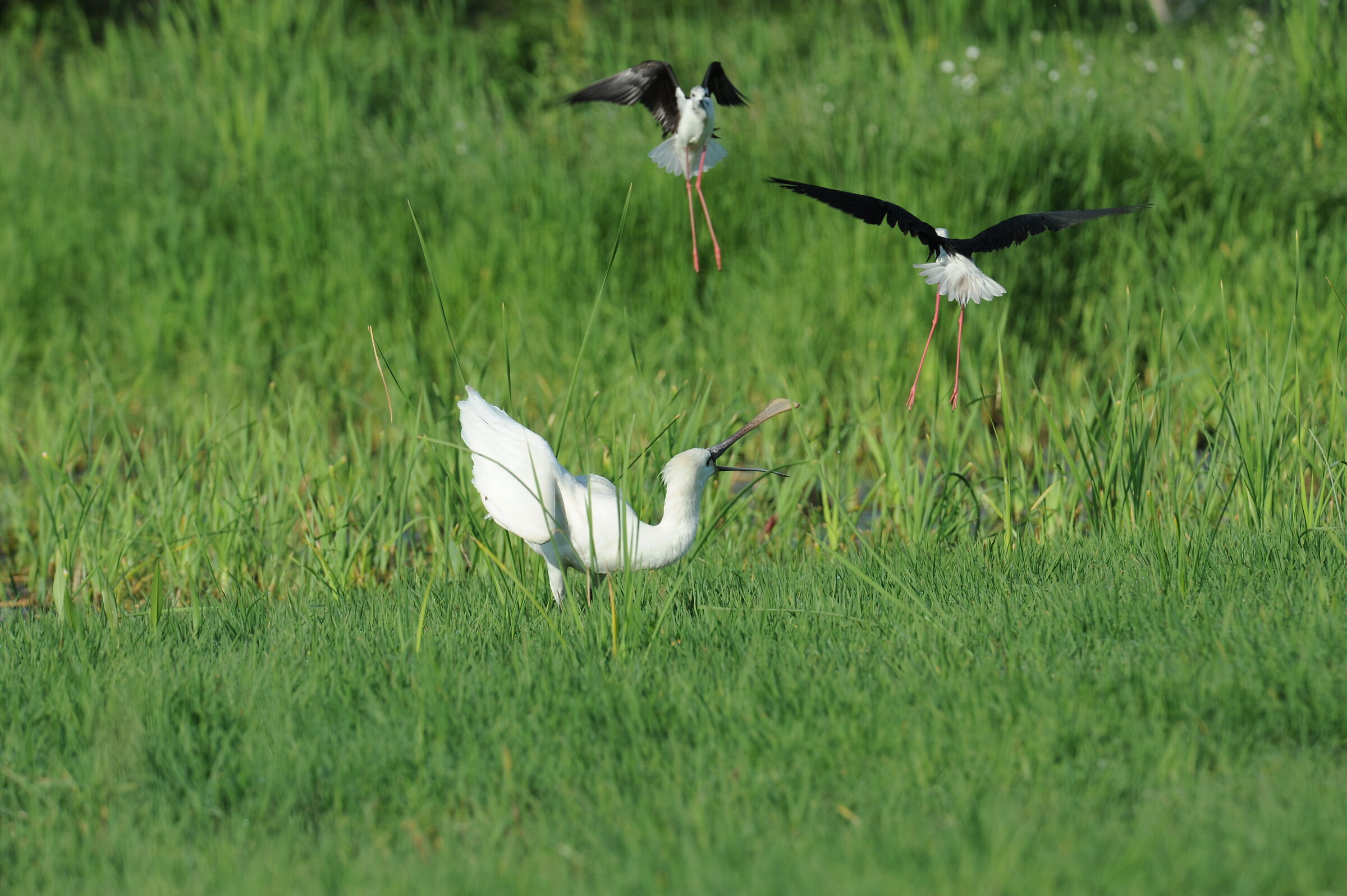 Battibecchi condominiali