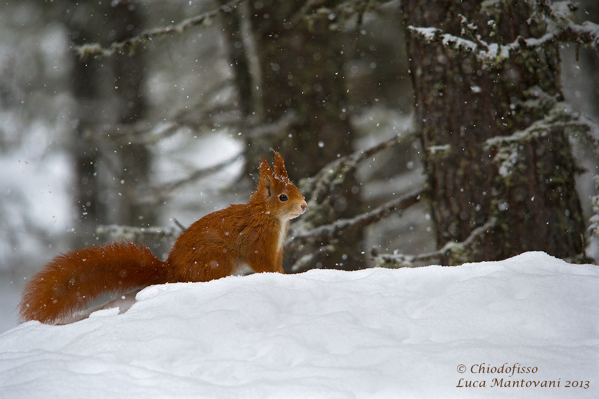 Scoiattolo sotto la neve