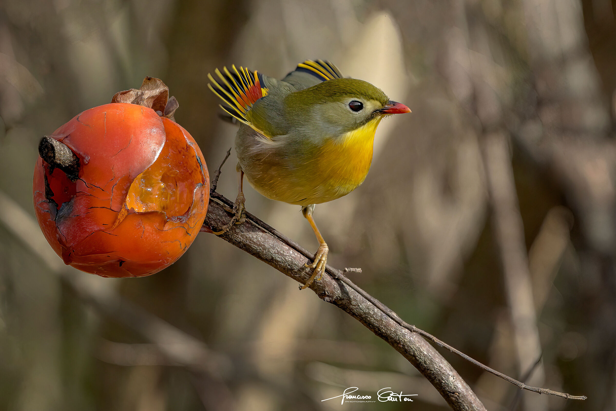 Usignolo del Giappone