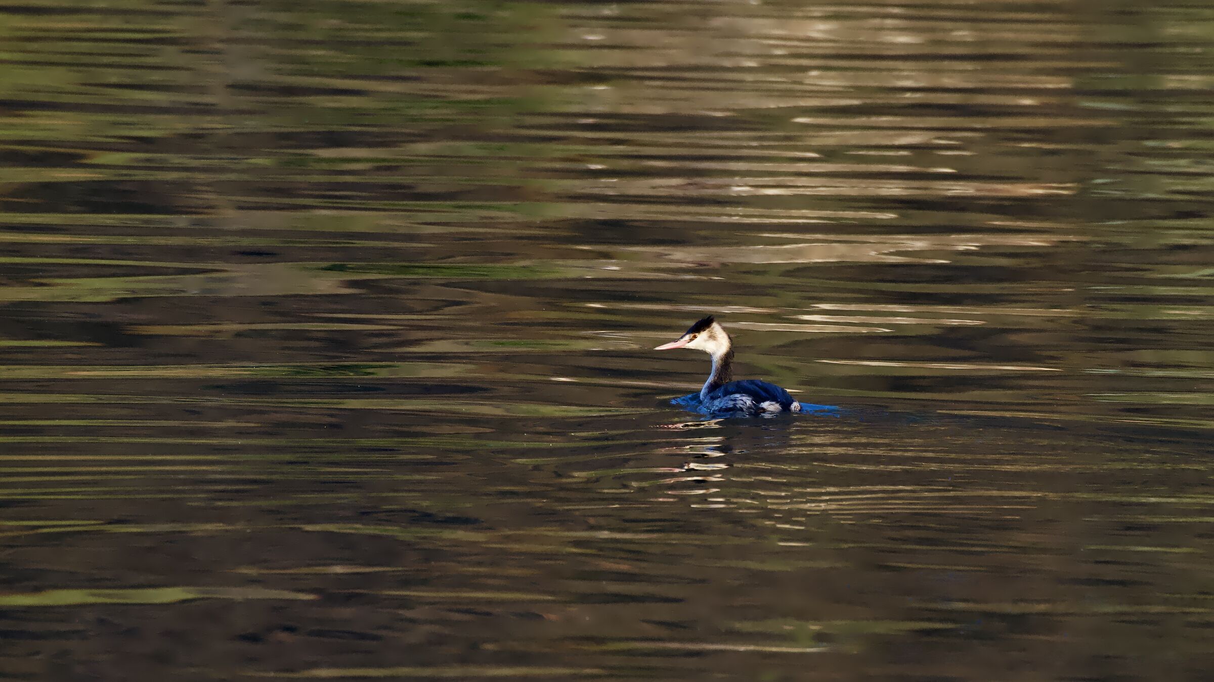 Grebe